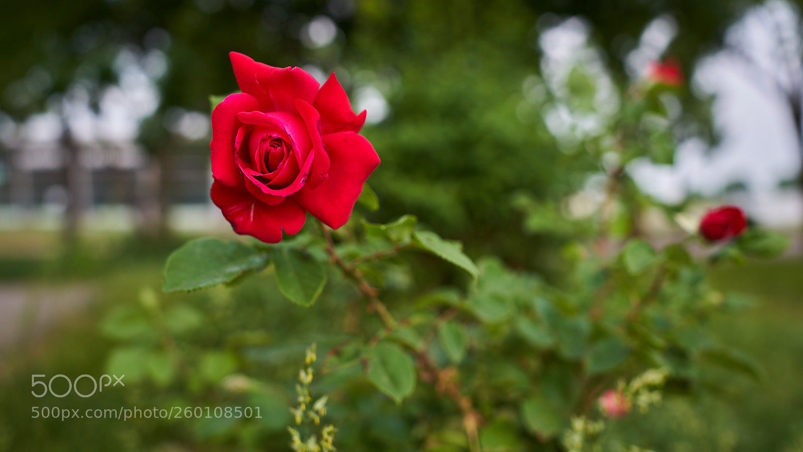 Sony a7R III sample photo. R photography