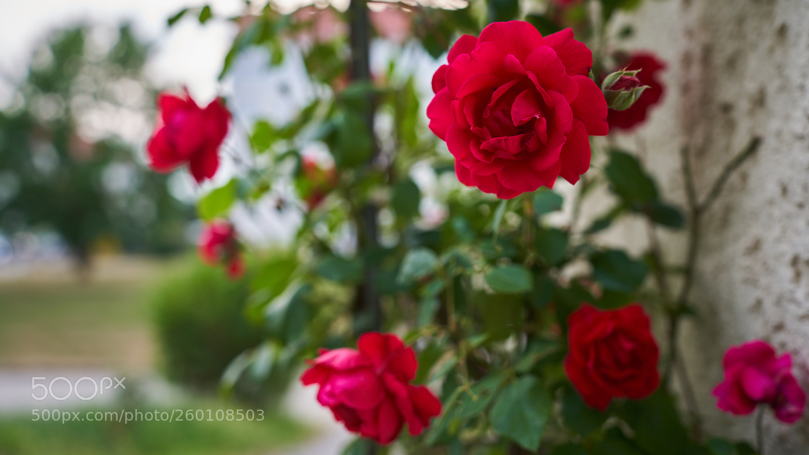 Sony a7R III sample photo. R photography
