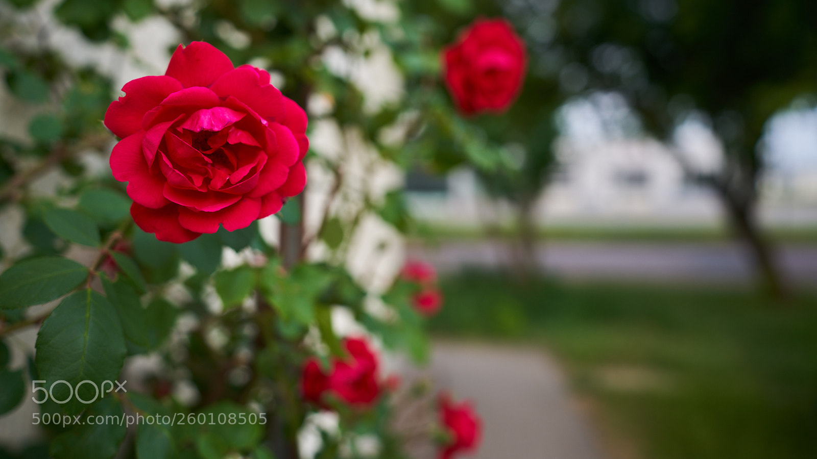 Sony a7R III sample photo. R photography