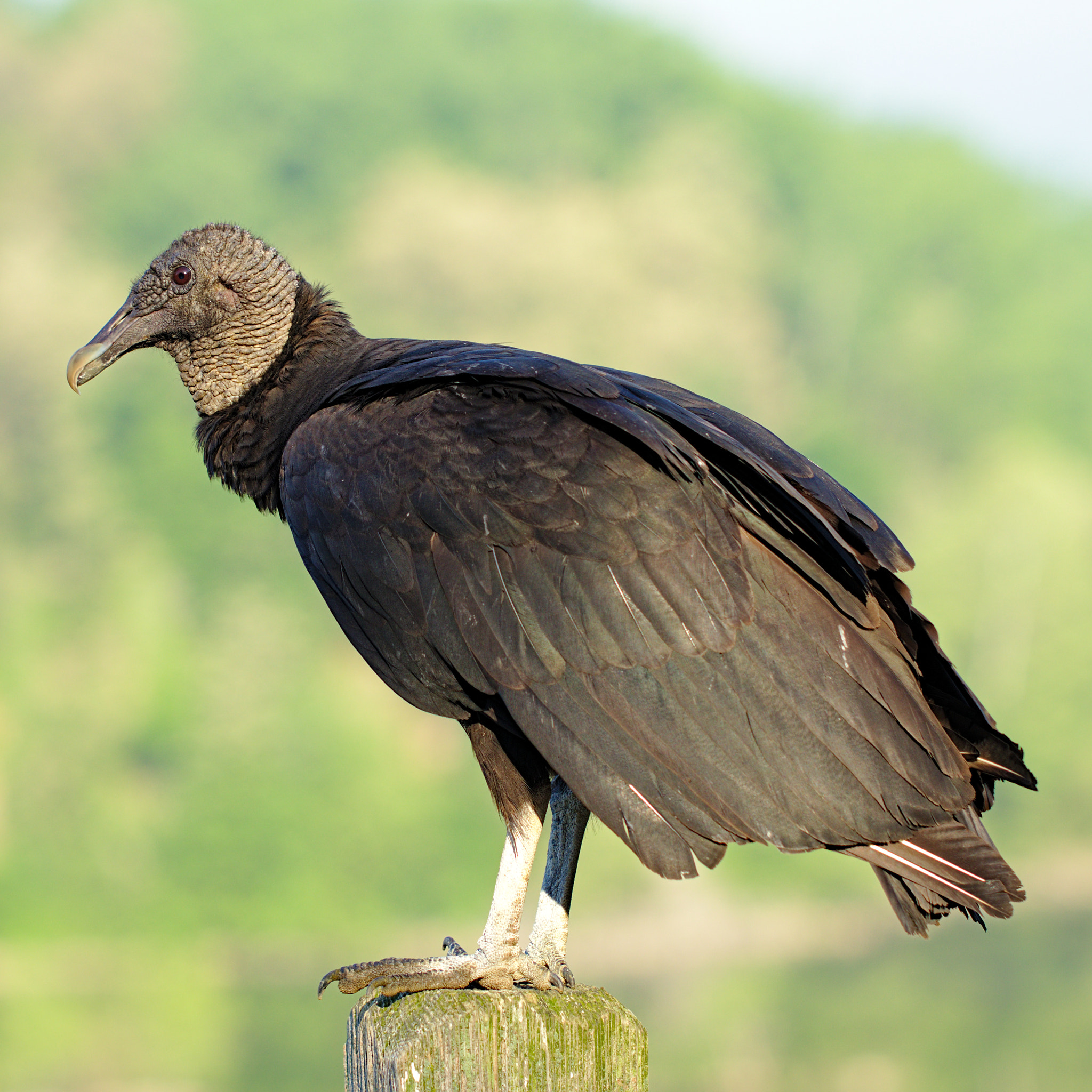 Canon EOS 80D + Canon EF 100mm F2.8L Macro IS USM sample photo. Black vulture photography