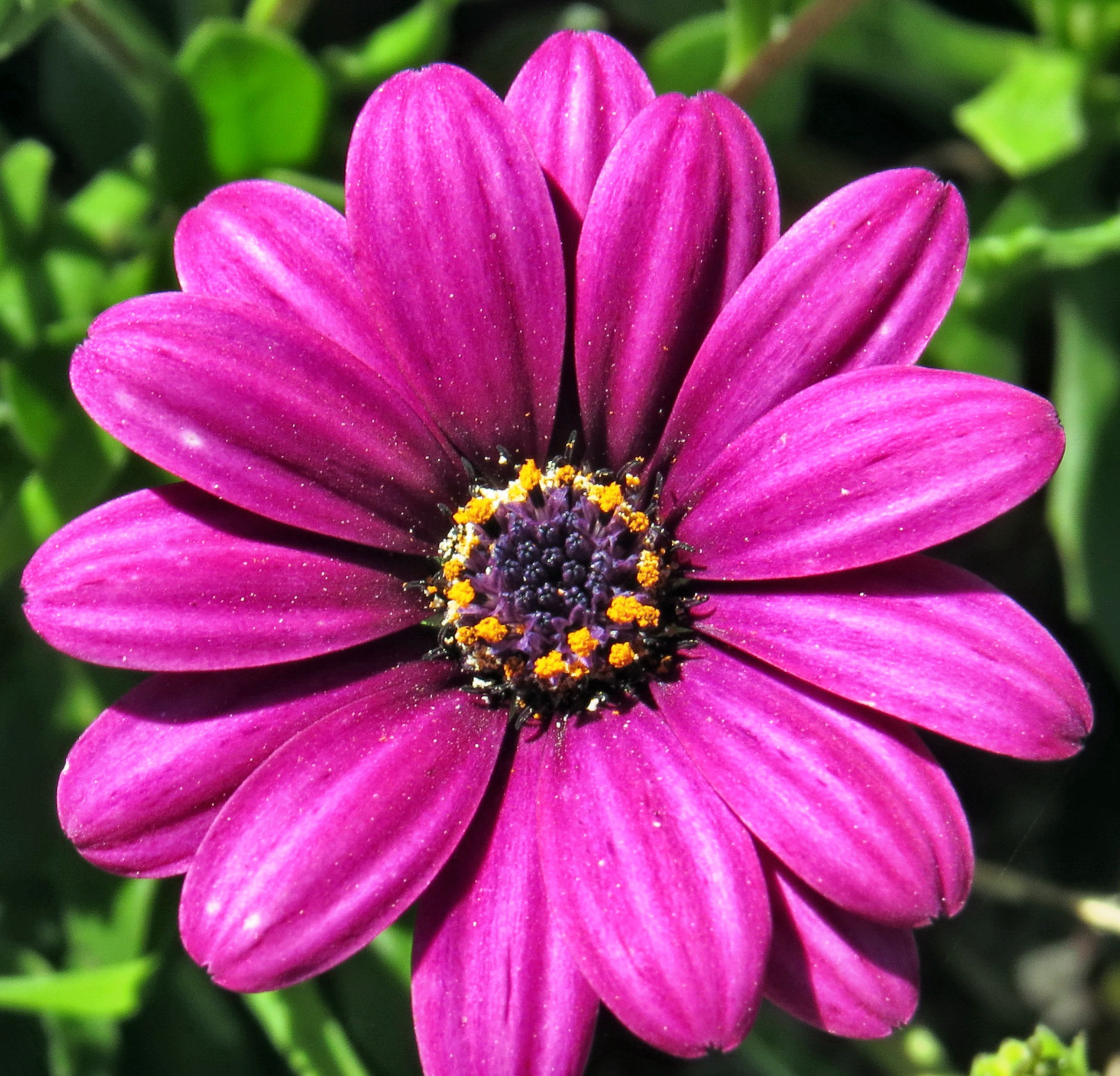 Canon PowerShot SX50 HS + 4.3 - 215.0 mm sample photo. A purple daisy flower photography