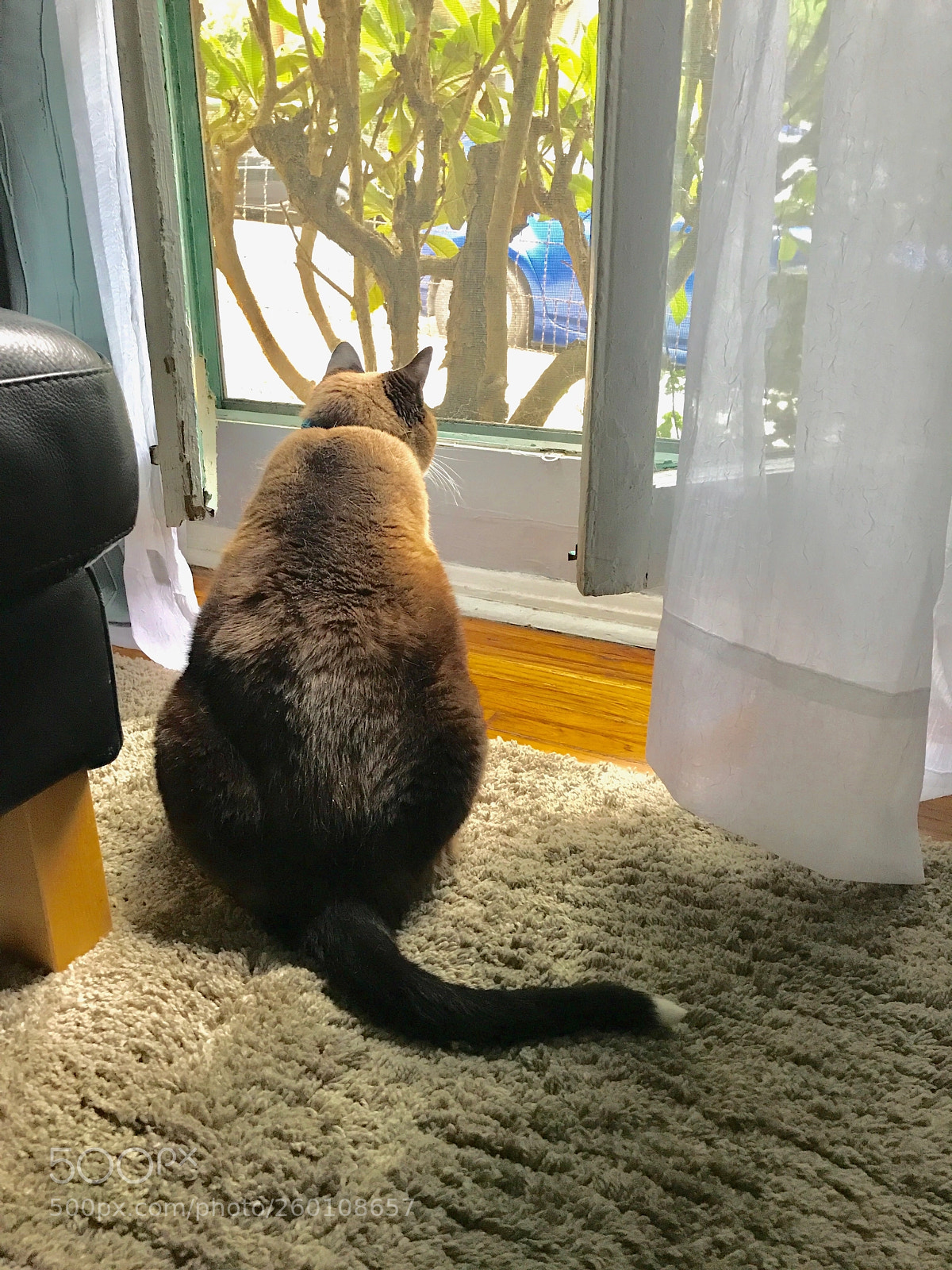 Apple iPhone 7 sample photo. Cat contemplation photography