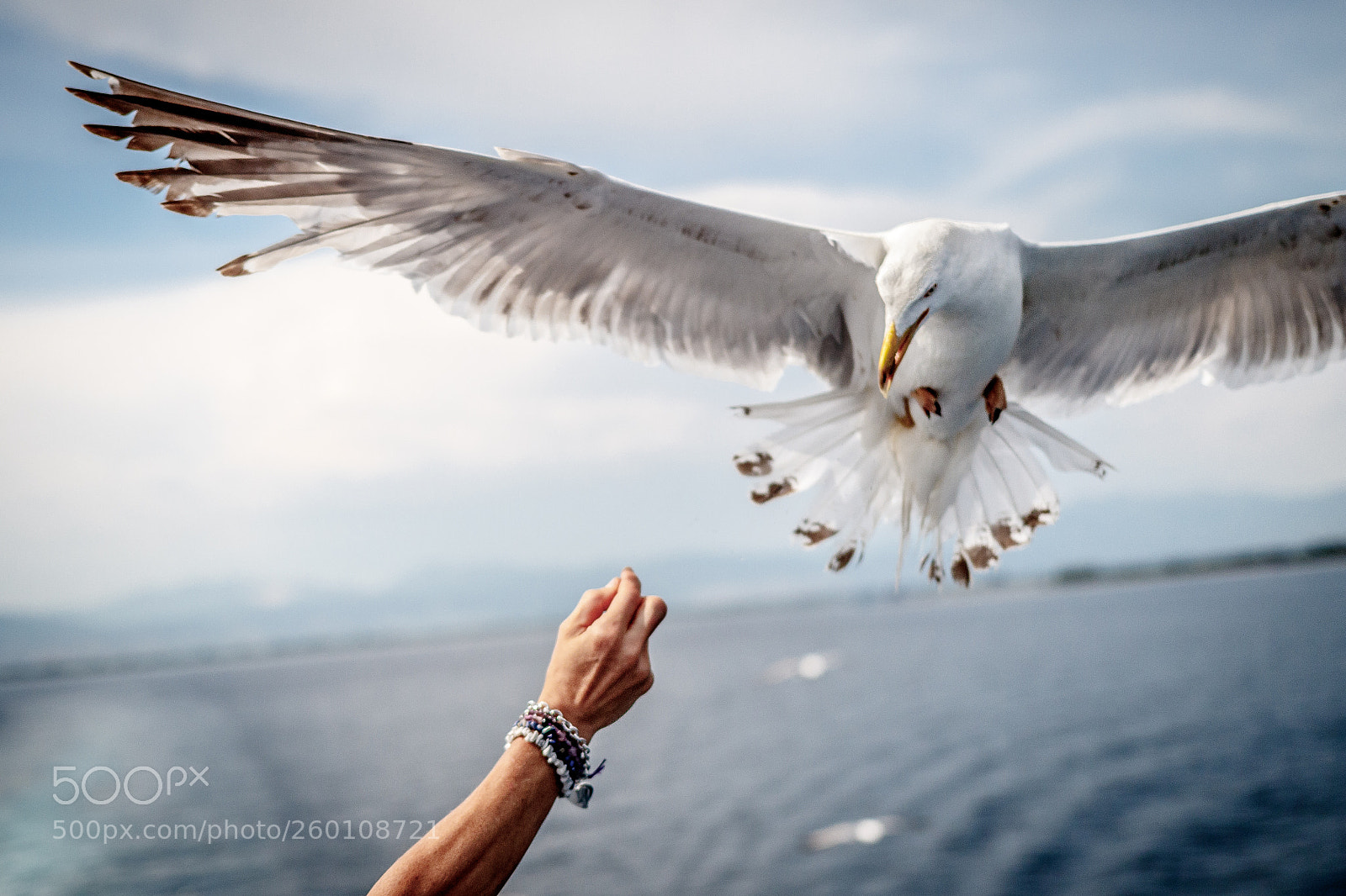 Canon EOS 7D Mark II sample photo. Seagull feeding photography