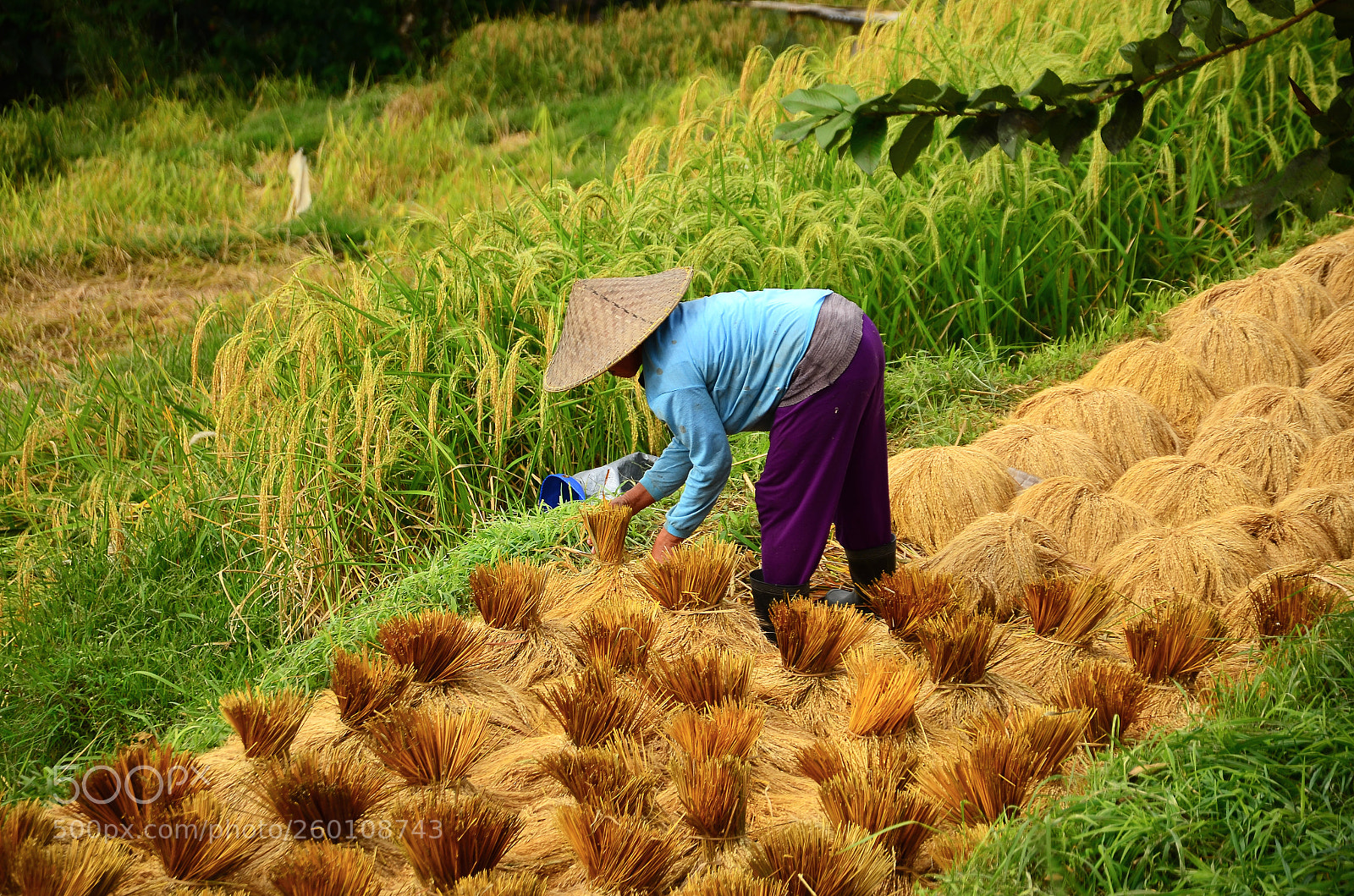 Nikon D7000 sample photo. Balinese farmer harvesting rice photography