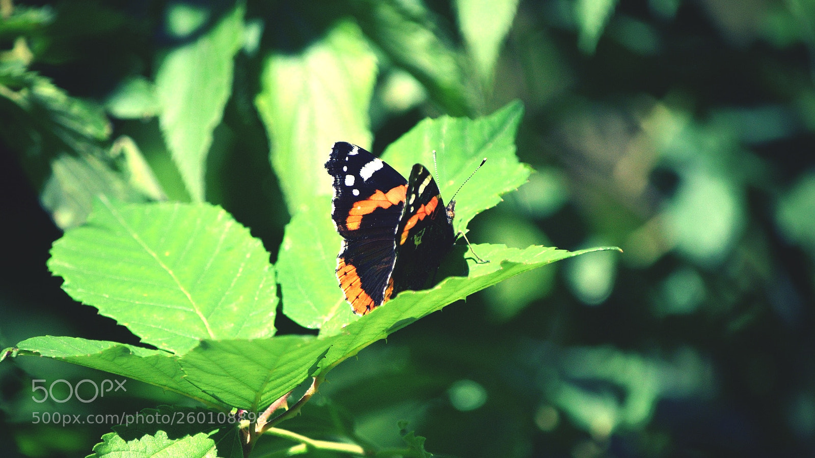 Nikon D5300 sample photo. Life is real photography