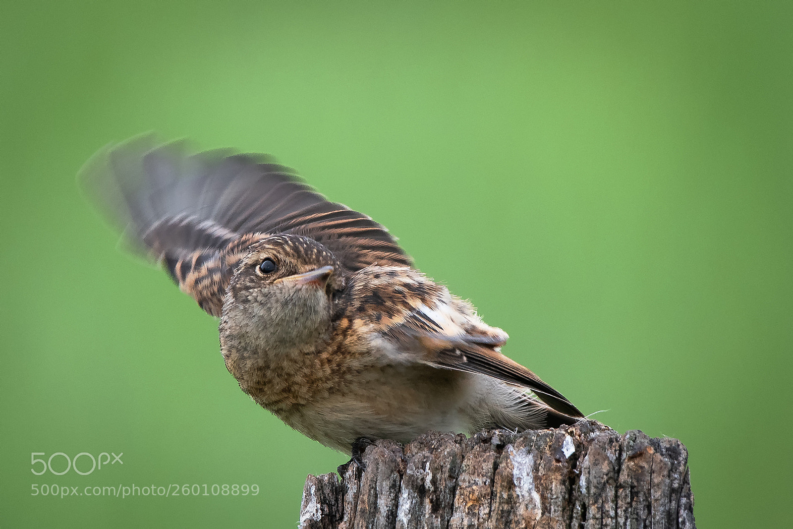 Nikon D500 sample photo. Young stonechat... photography