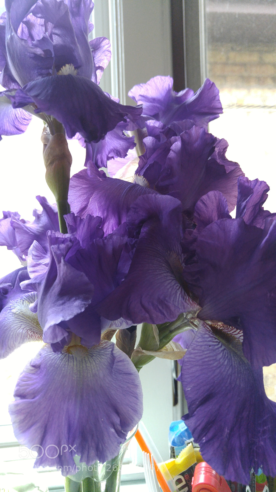 LG G4 sample photo. Purple iris photography