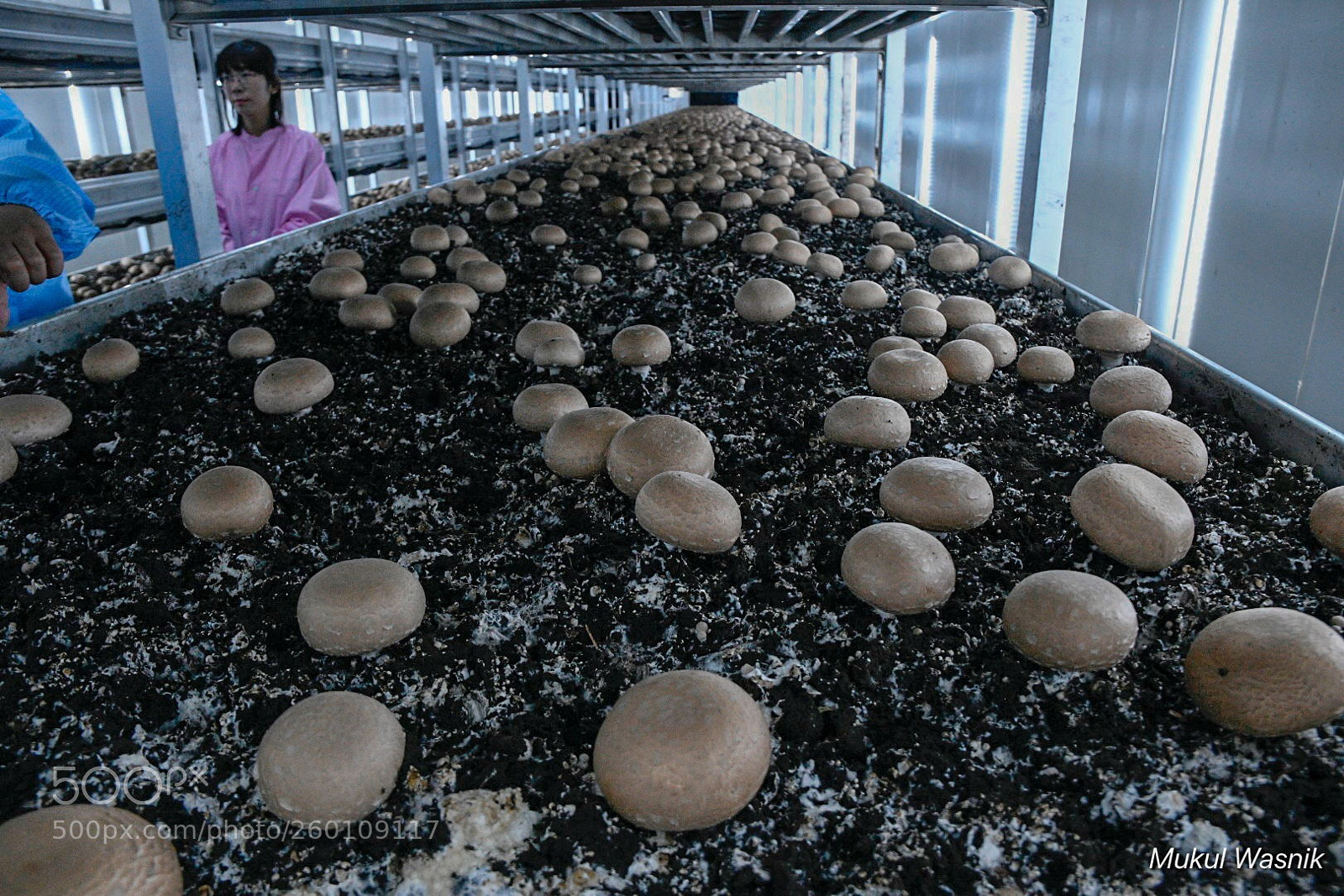 Nikon D850 sample photo. Mushroom growth  photography