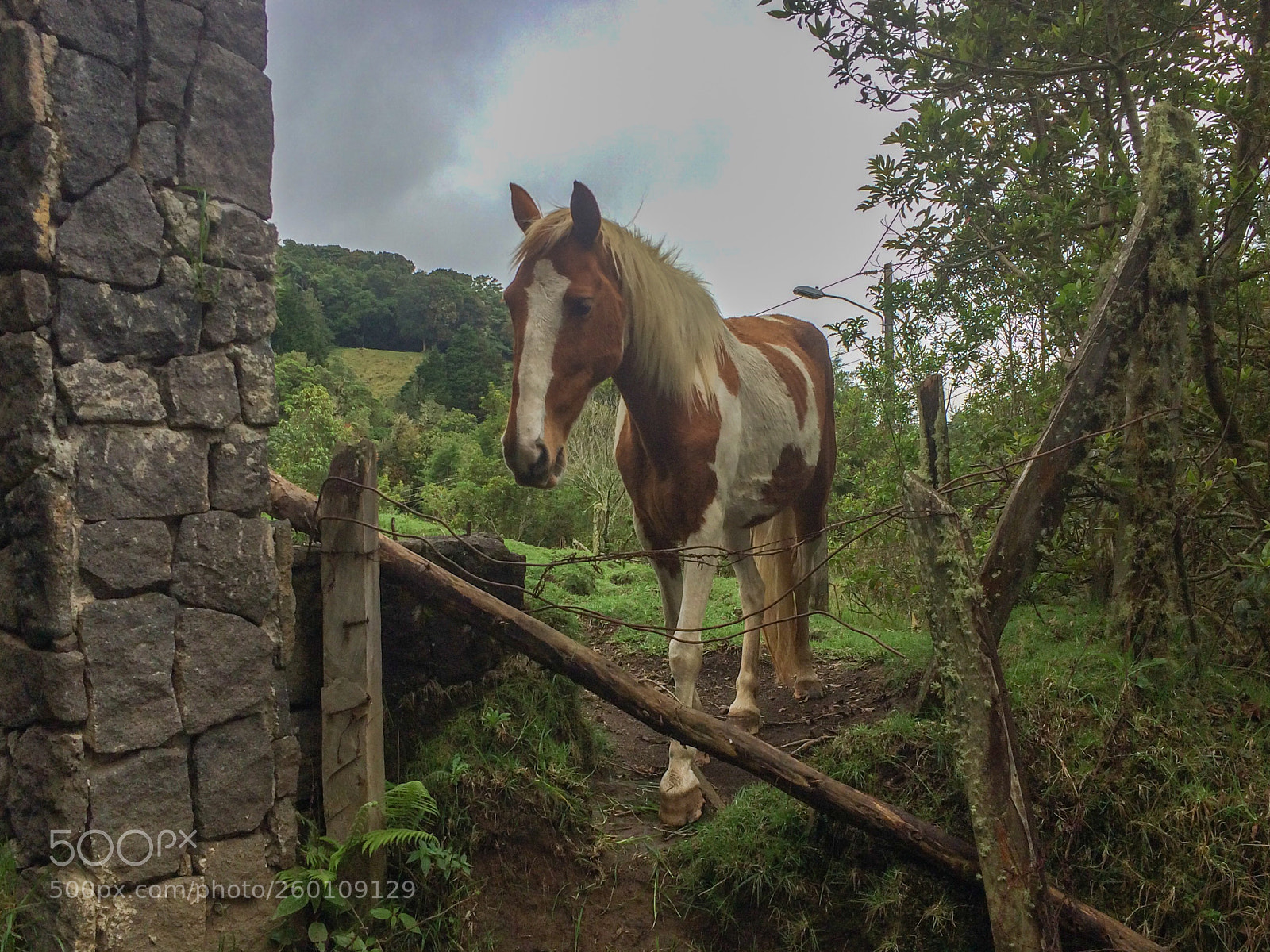 Apple iPhone 5s sample photo. Horse in the most. photography