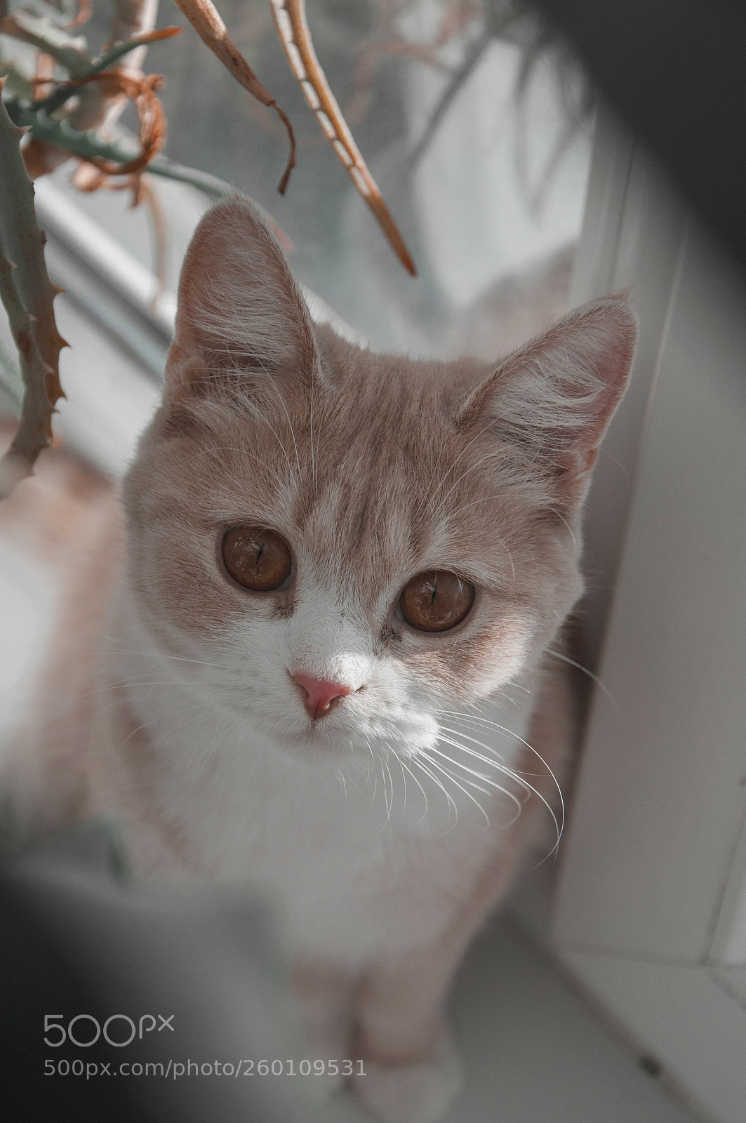 Nikon D90 sample photo. Kitten in leaves photography