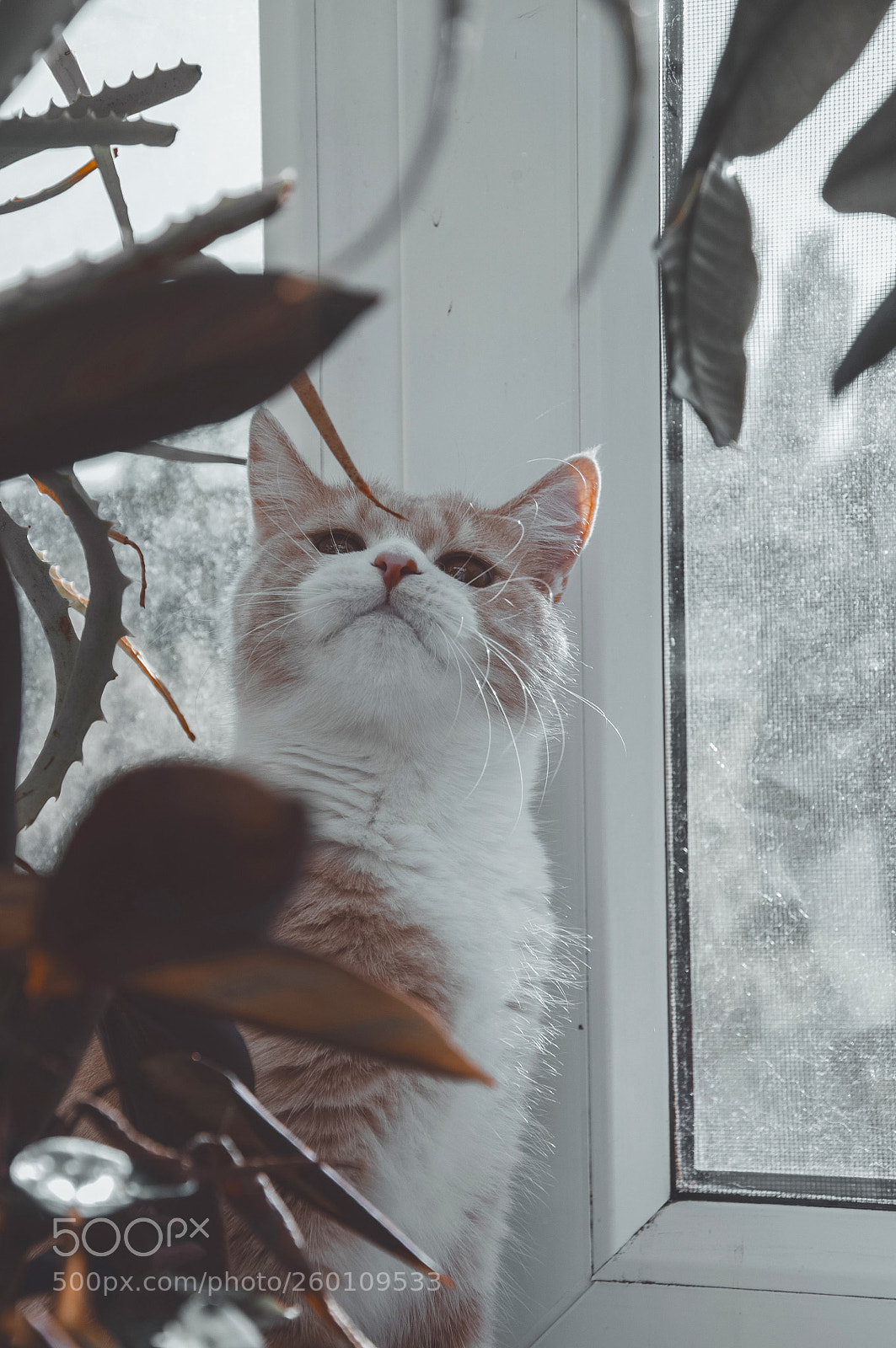 Nikon D90 sample photo. Kitten in leaves photography