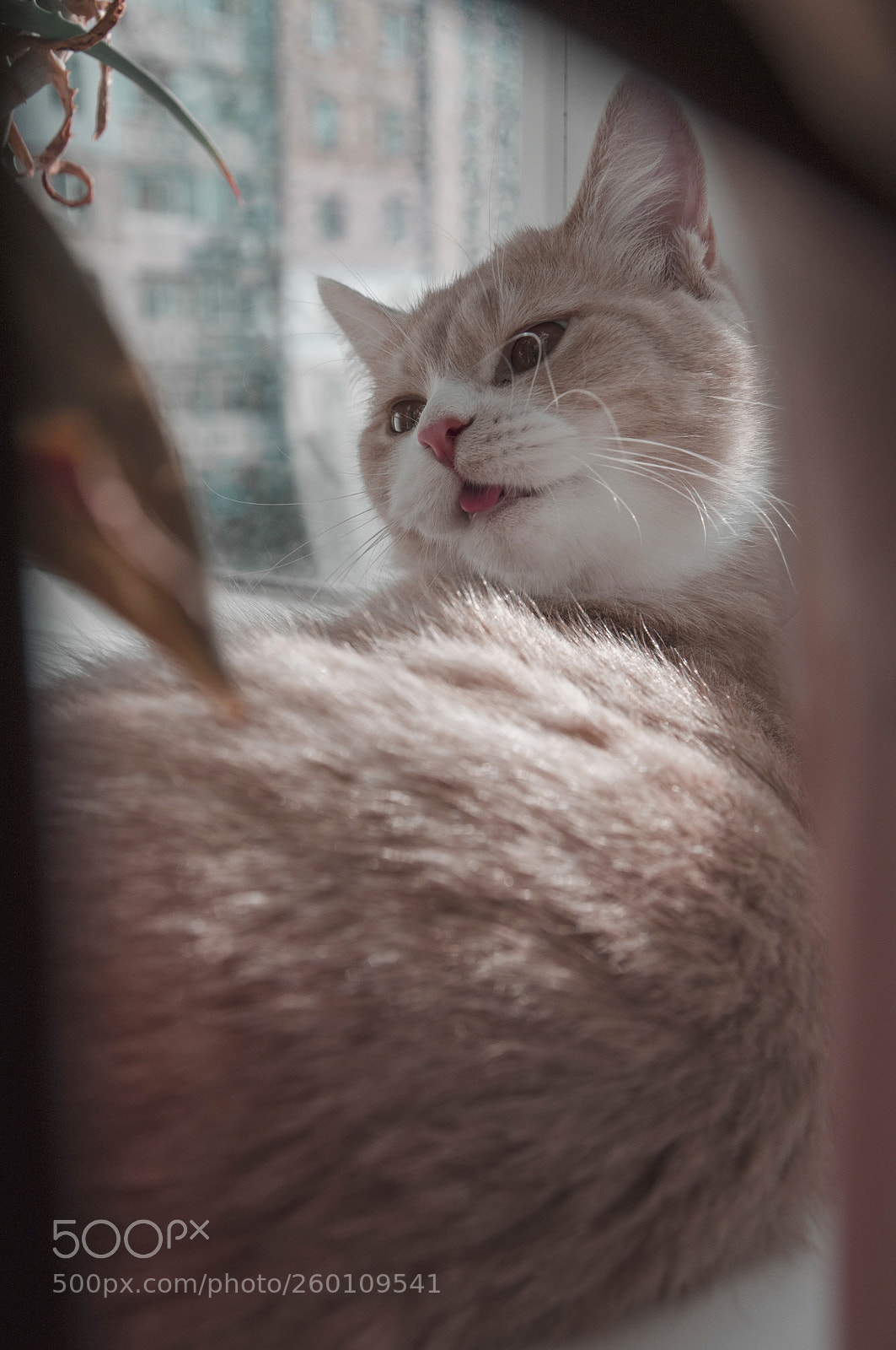 Nikon D90 sample photo. Kitten in leaves photography