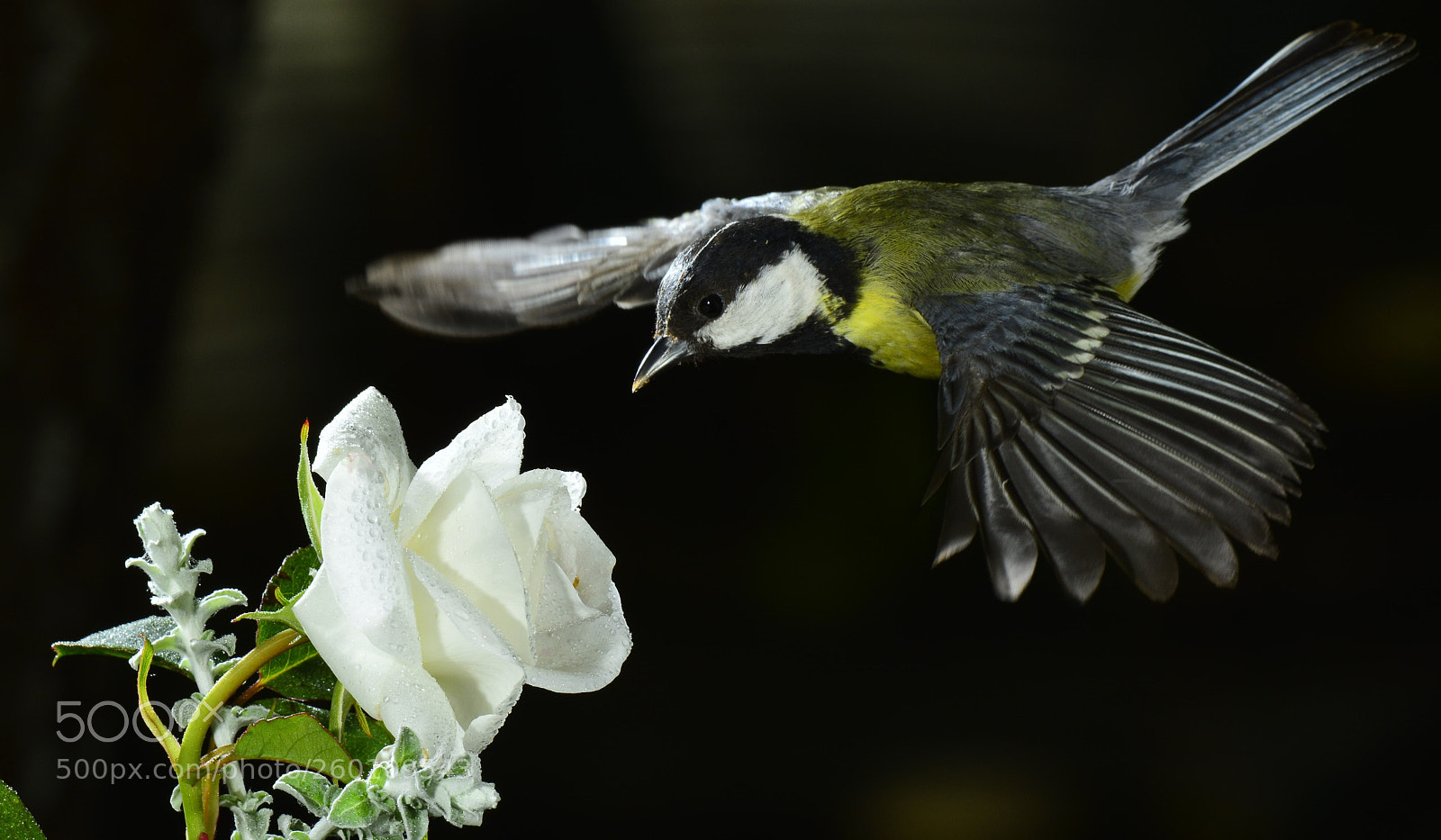 Nikon D7100 sample photo. () photography