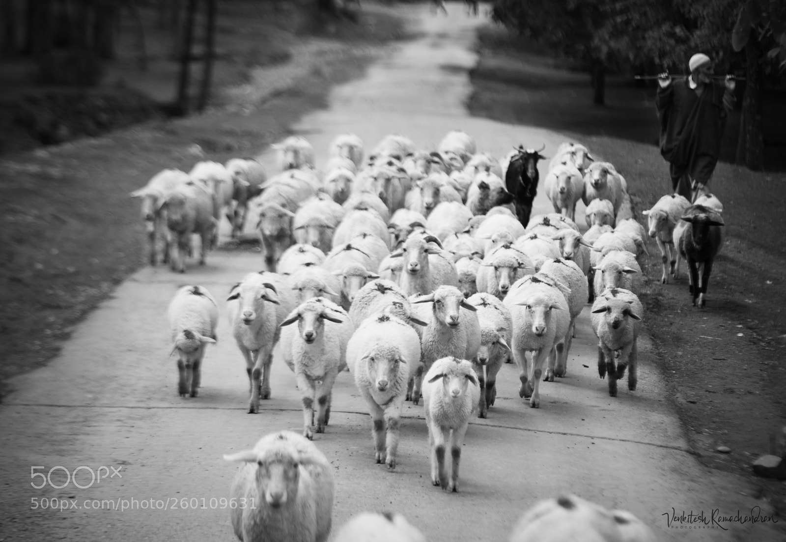 Nikon D750 sample photo. The sheep and his photography