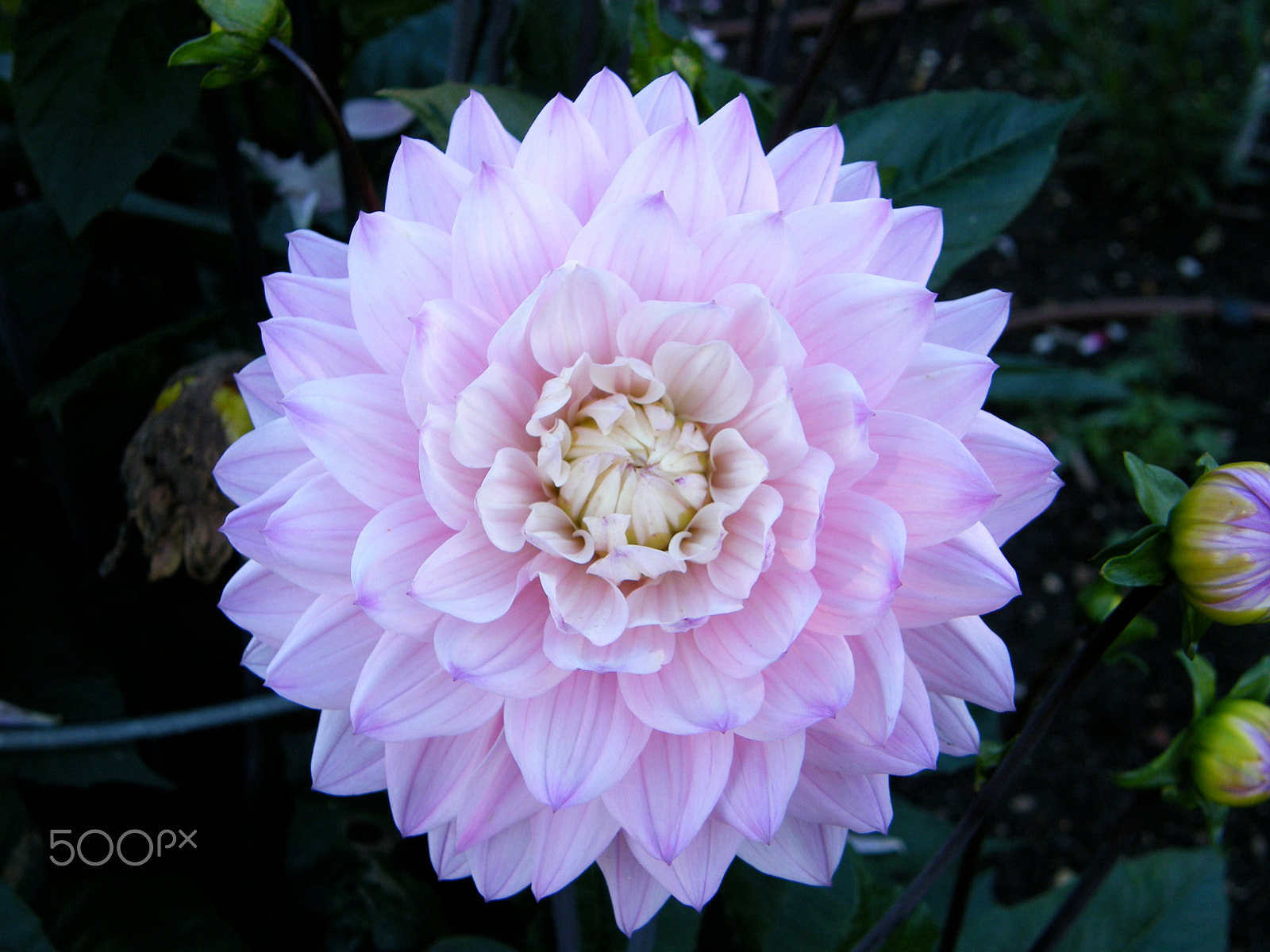 Fujifilm FinePix S8000fd sample photo. Dahlia rose photography