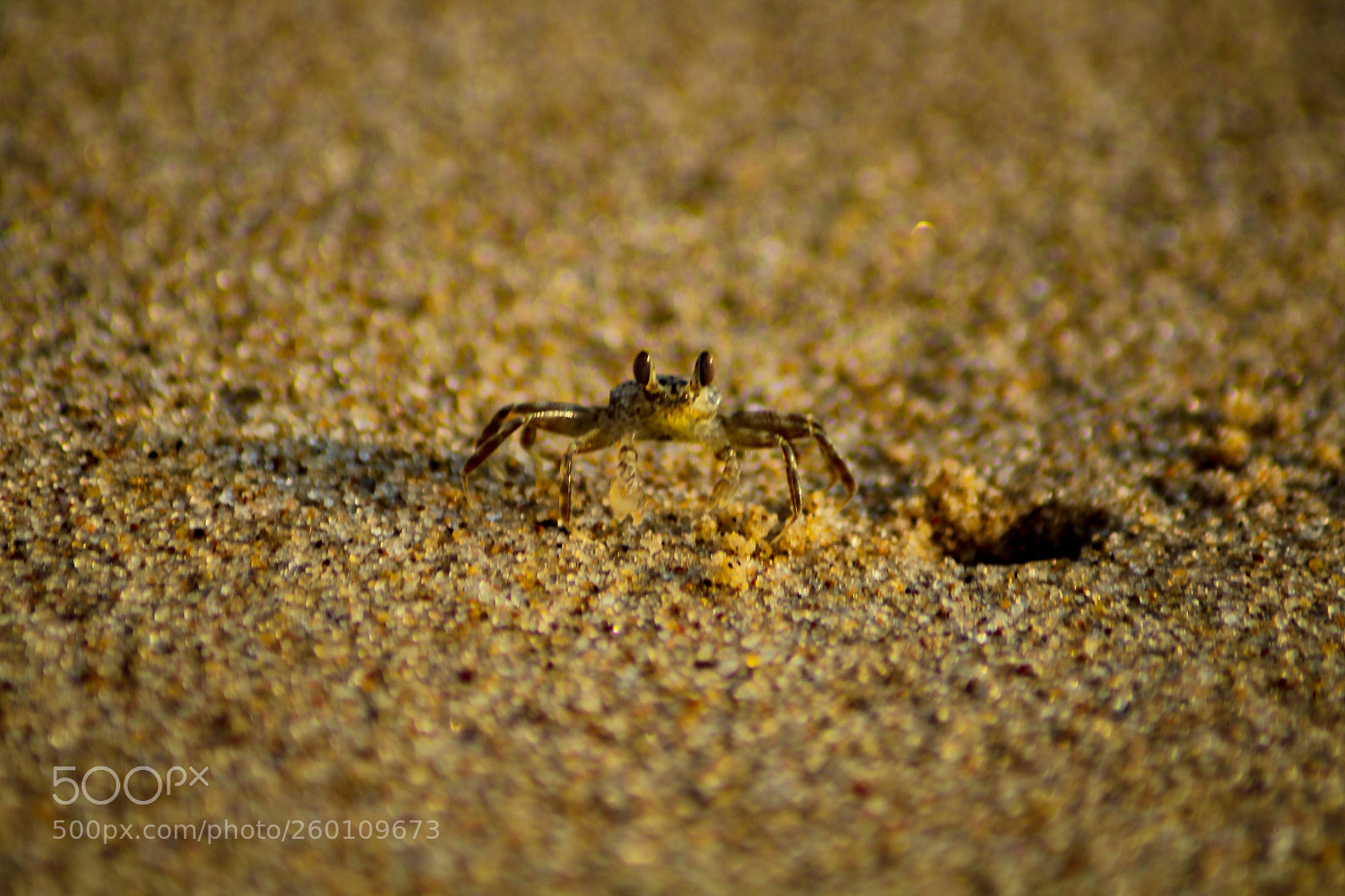 Canon EOS 1300D (EOS Rebel T6 / EOS Kiss X80) sample photo. Crab photography