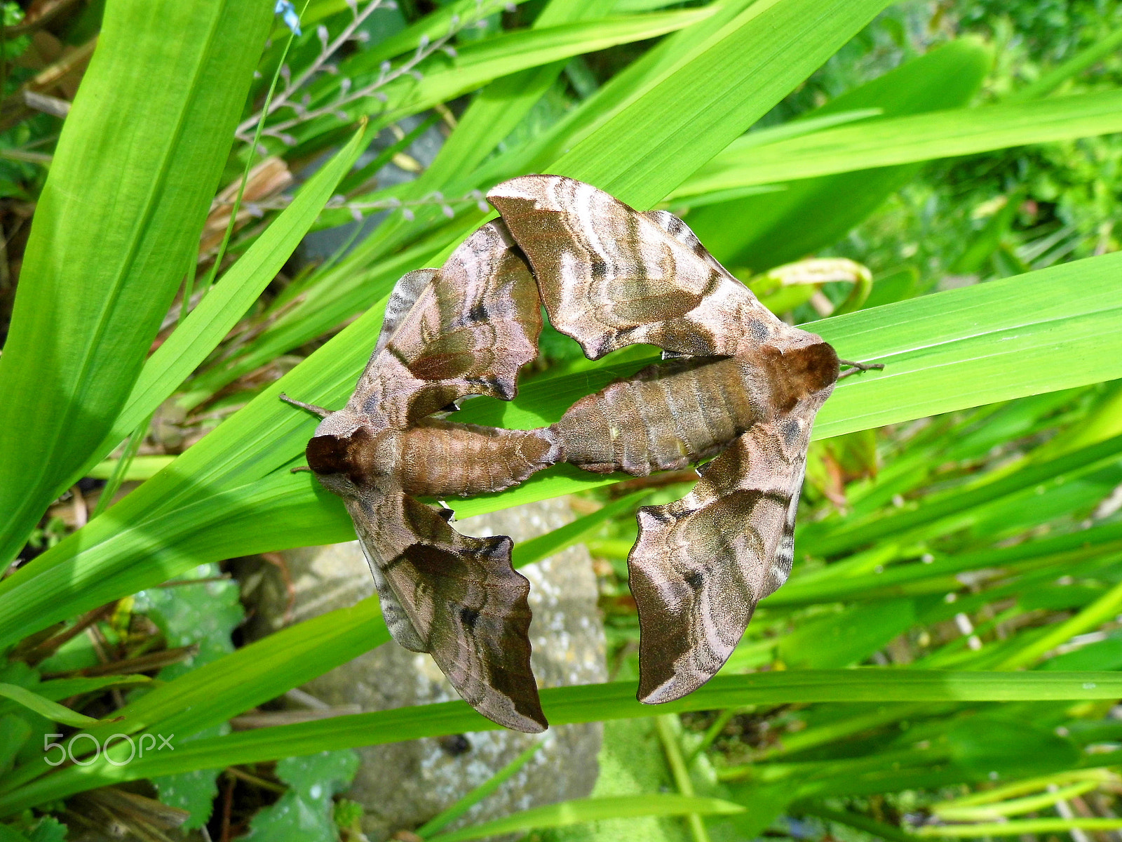 Panasonic Lumix DMC-LZ20 sample photo. Mating hawk moths photography