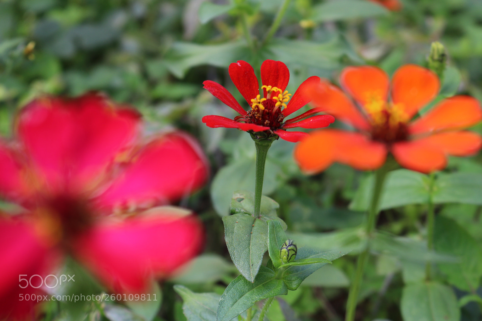 Canon EOS 750D (EOS Rebel T6i / EOS Kiss X8i) sample photo. Untitled photography