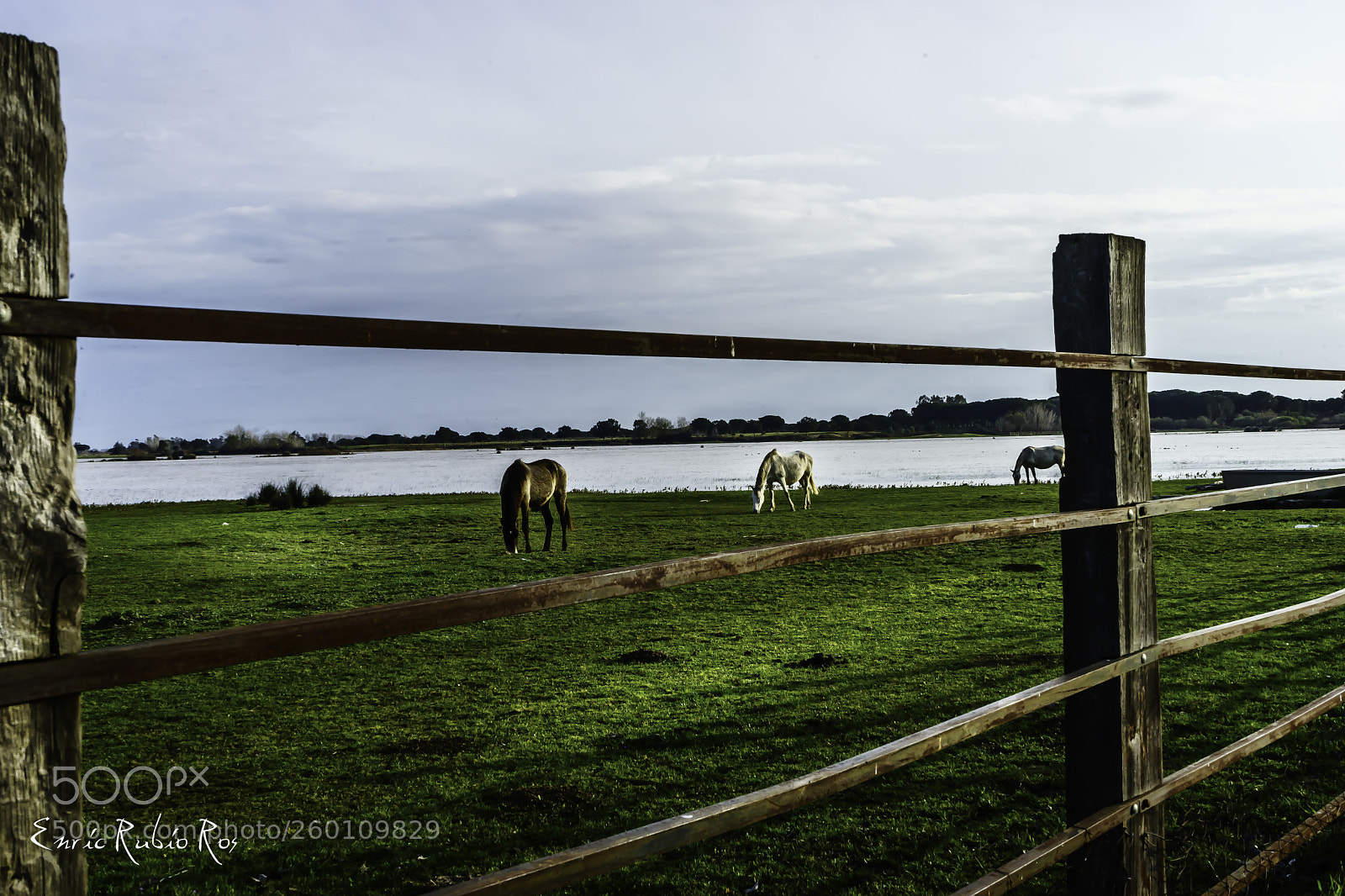 Sony a7 II sample photo. Caballos  en el rocio photography
