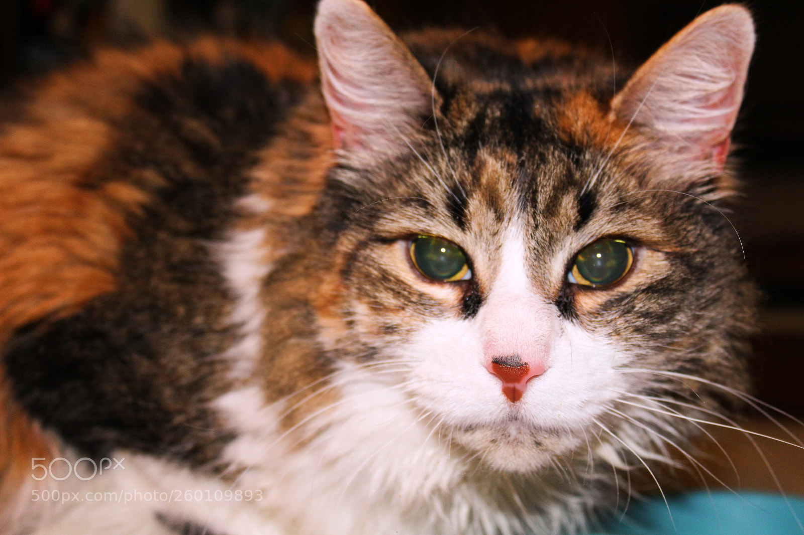 Canon EOS 1300D (EOS Rebel T6 / EOS Kiss X80) sample photo. Izzy photography