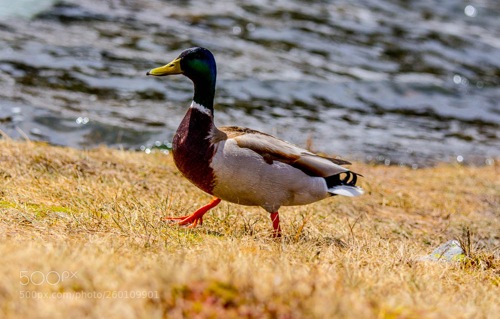 Canon EOS 700D (EOS Rebel T5i / EOS Kiss X7i) sample photo. Entenwanderung photography