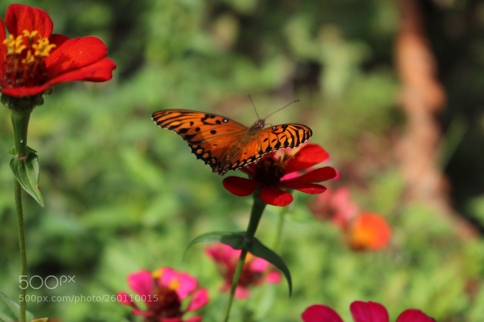 Canon EOS 750D (EOS Rebel T6i / EOS Kiss X8i) sample photo. Untitled photography