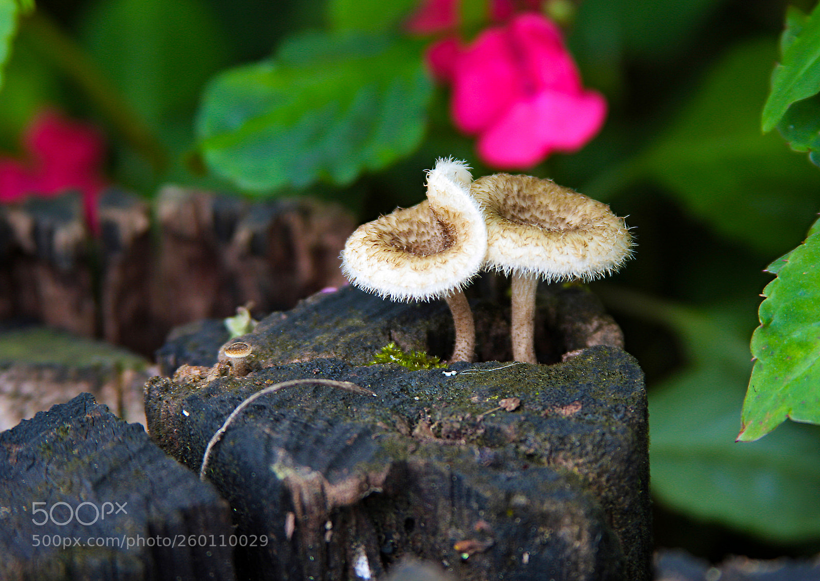 Canon EOS 40D sample photo. Two mushrooms photography