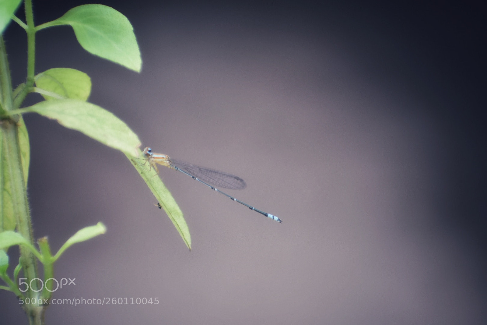 Nikon D3400 sample photo. Dragonfly photography