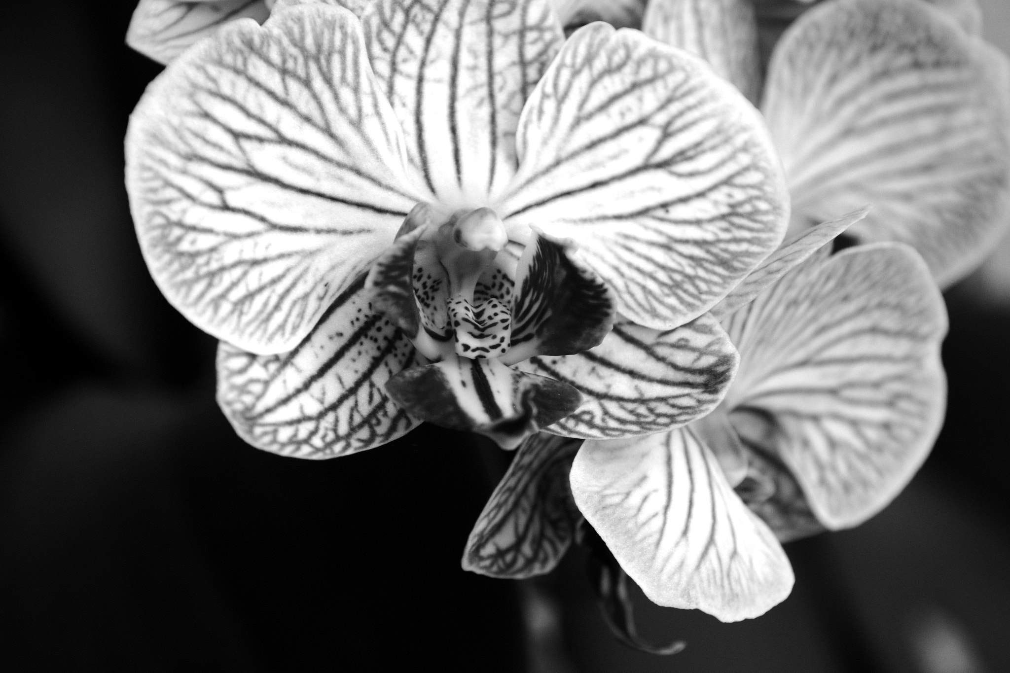 Nikon D5200 sample photo. It is her's photography