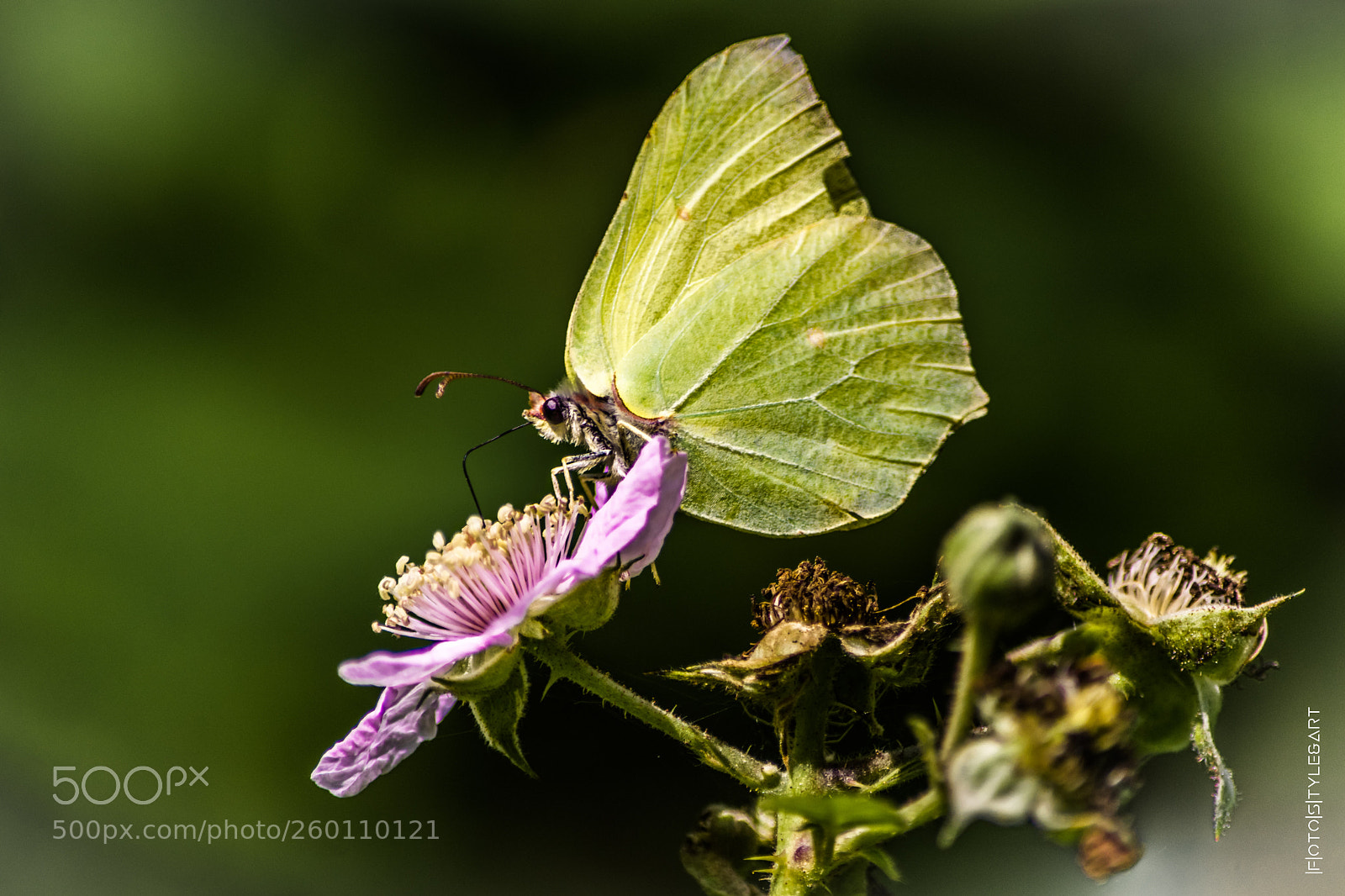 Nikon D3300 sample photo. Gonepteryx rhamni photography