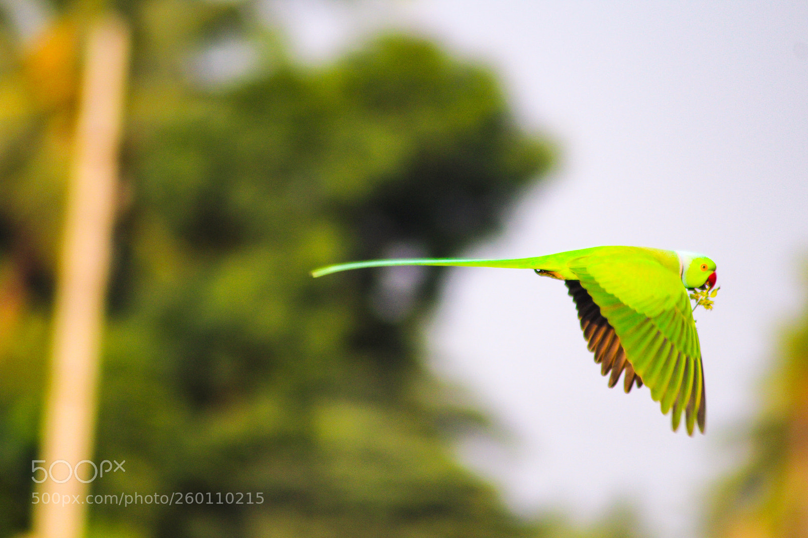 Canon EOS 1300D (EOS Rebel T6 / EOS Kiss X80) sample photo. Parrot photography