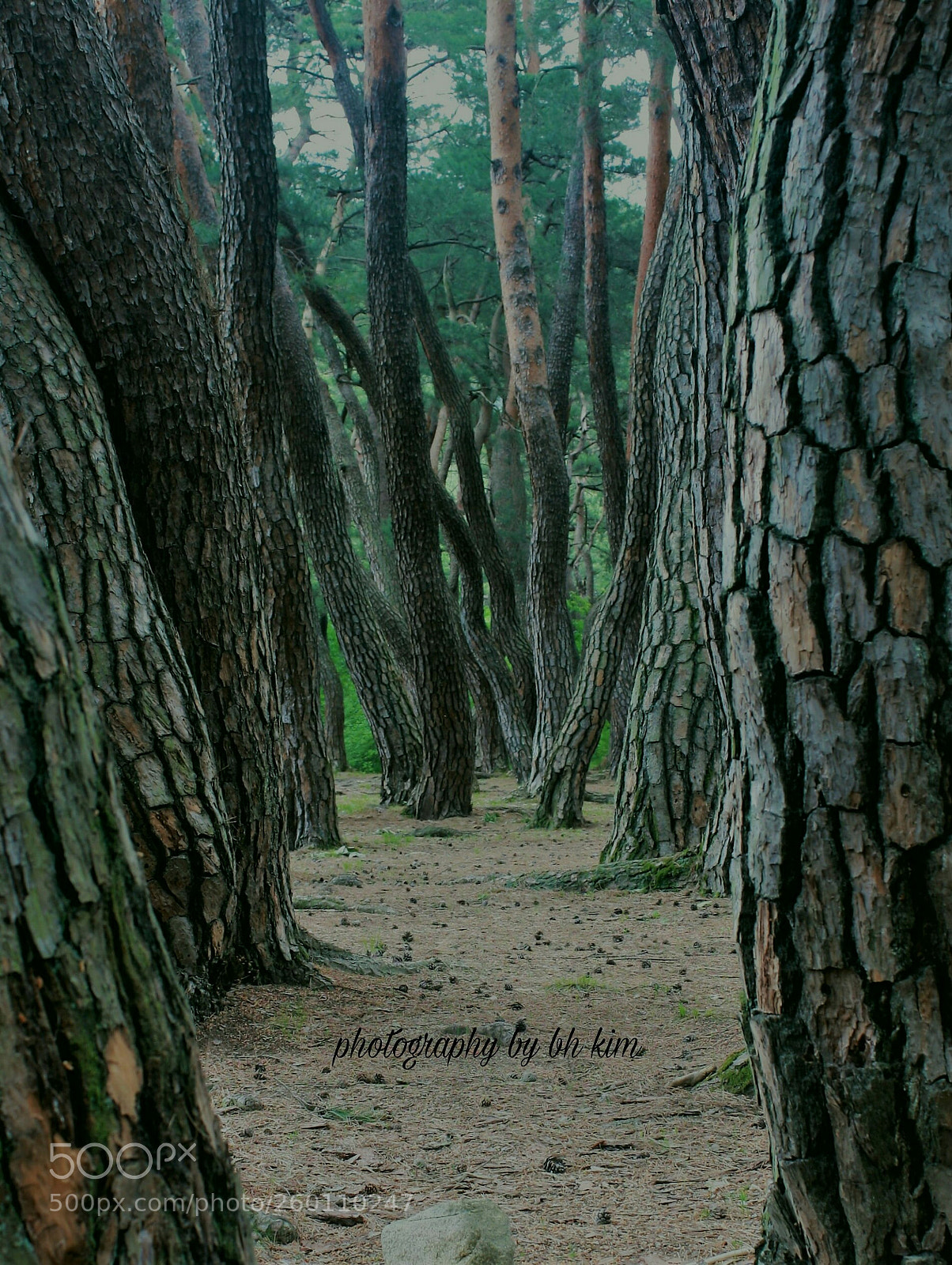 Canon EOS 1000D (EOS Digital Rebel XS / EOS Kiss F) sample photo. Walking in the forest photography