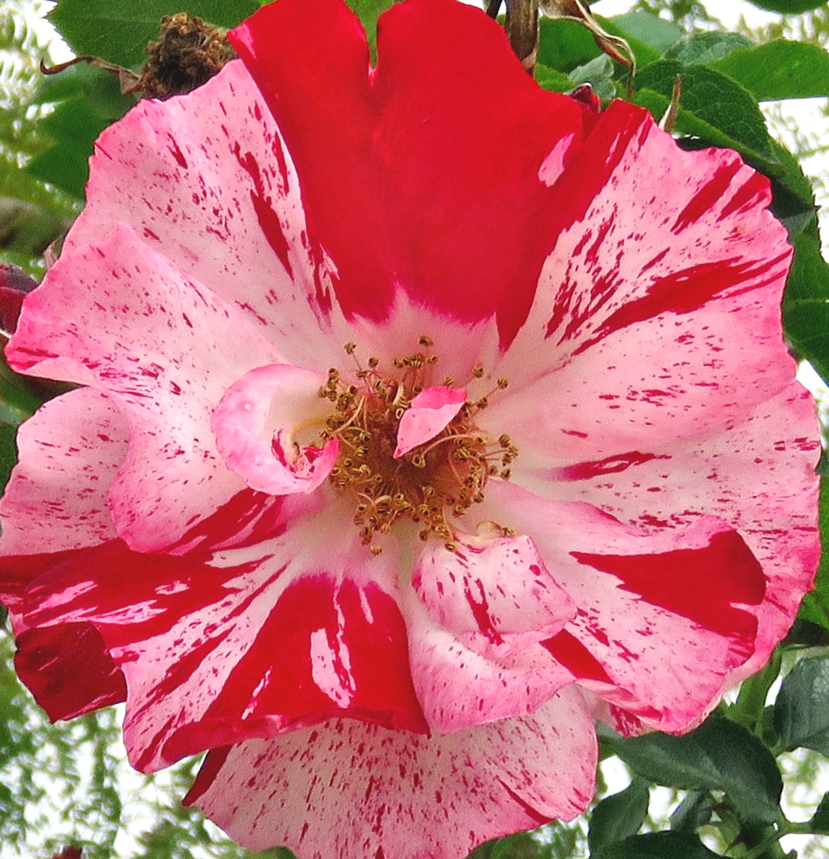 3.8 - 247.0 mm sample photo. A red carnation flower in the garden photography