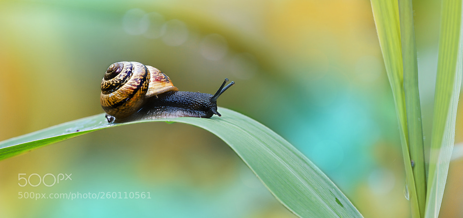 Nikon D800E sample photo. On a parrow path photography