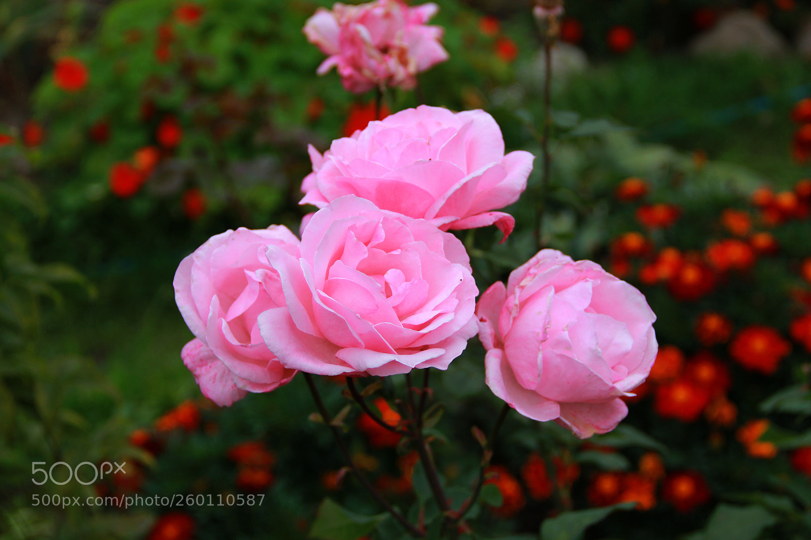 Canon EOS 550D (EOS Rebel T2i / EOS Kiss X4) sample photo. розы photography