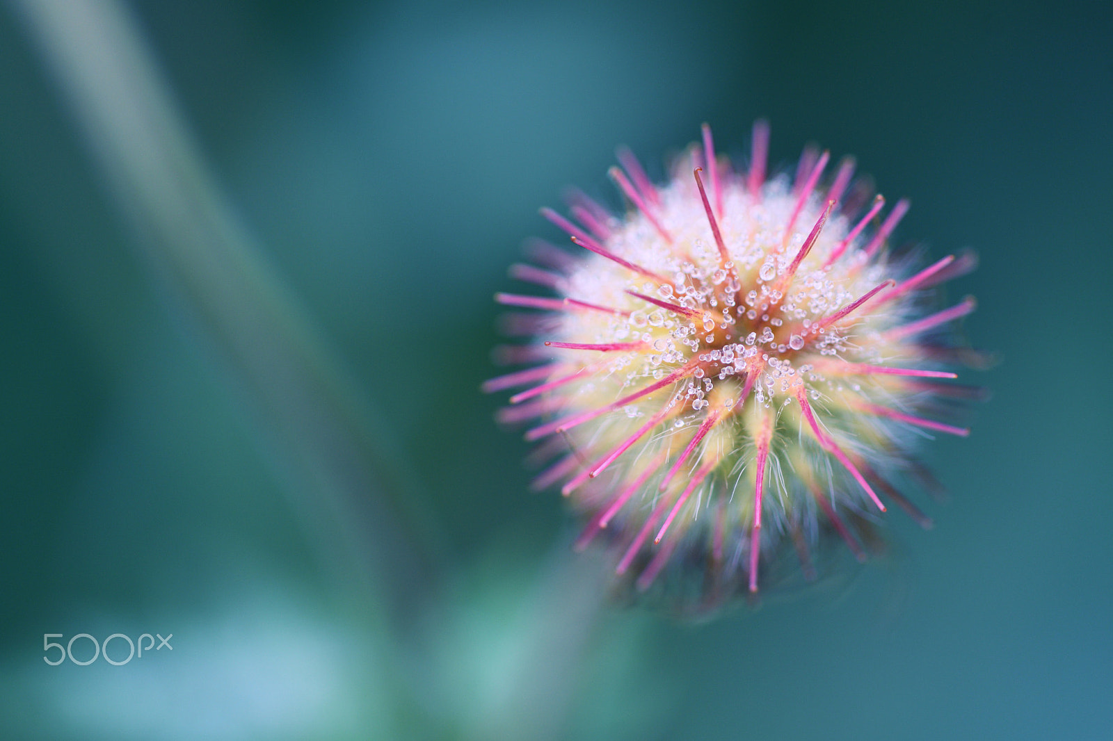 Nikon AF Micro-Nikkor 200mm F4D ED-IF sample photo. Fluffy ball photography