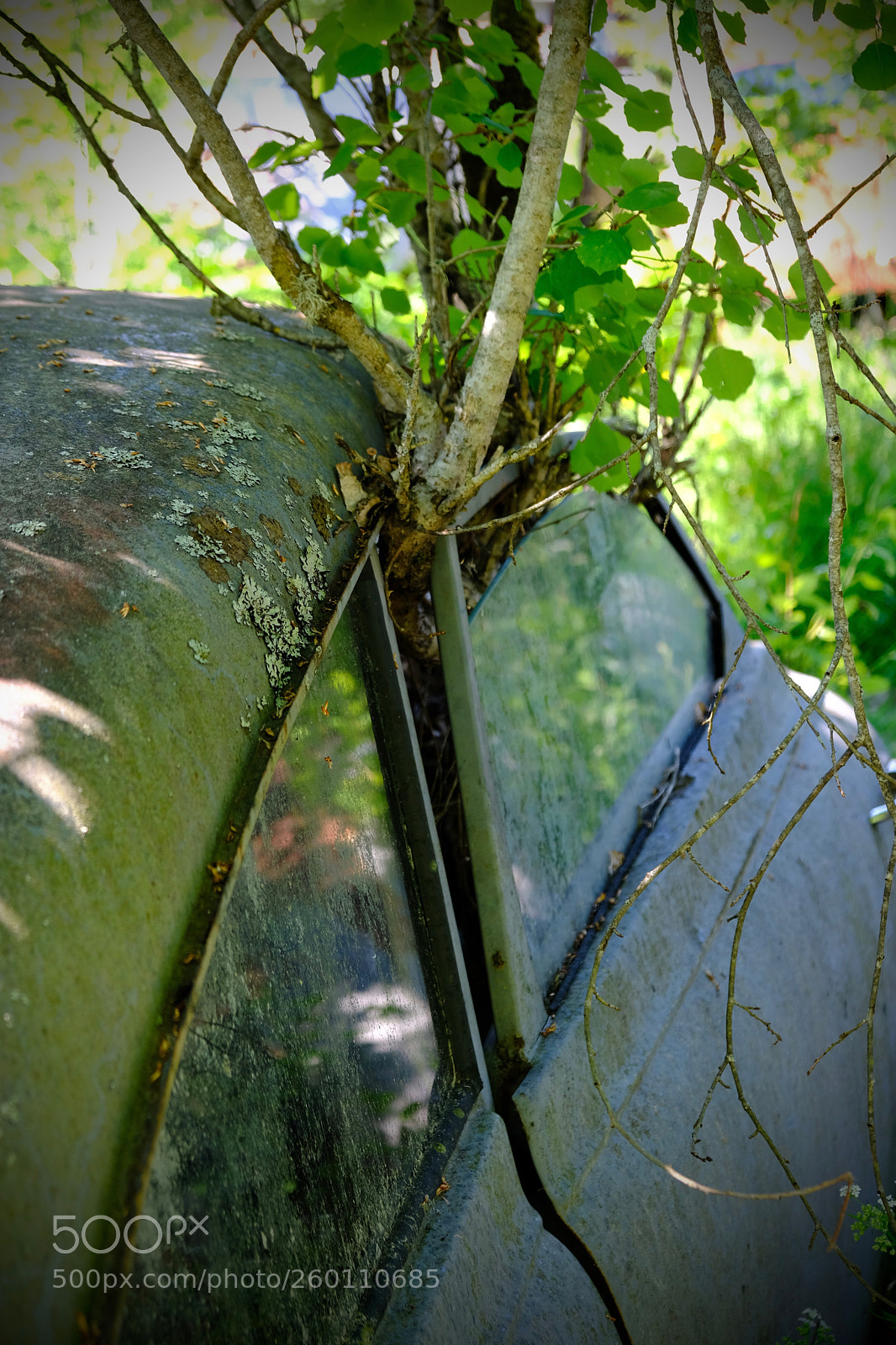 Fujifilm X-T20 sample photo. Left to die photography