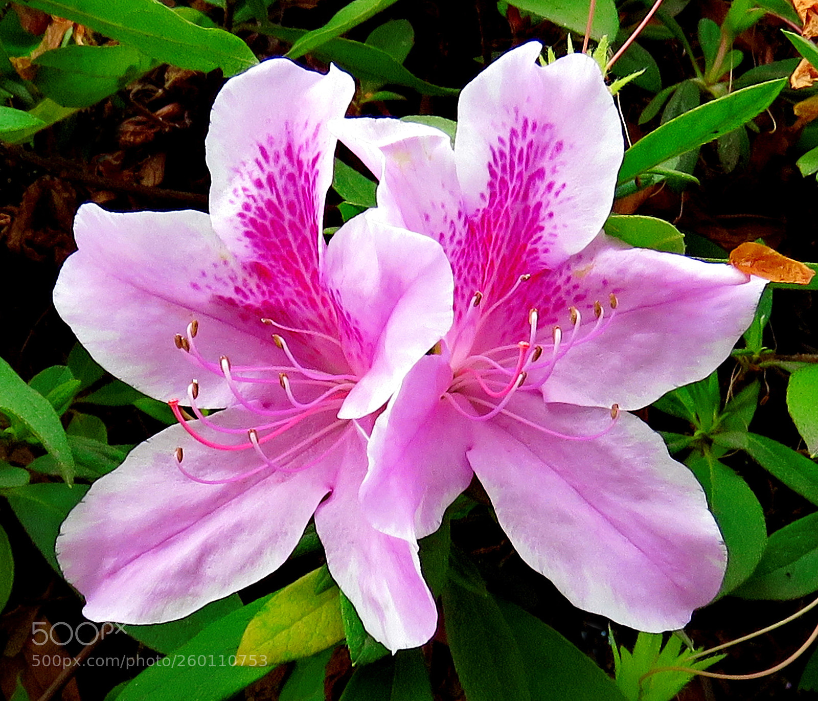 Canon PowerShot SX60 HS sample photo. Two purple flowers in photography