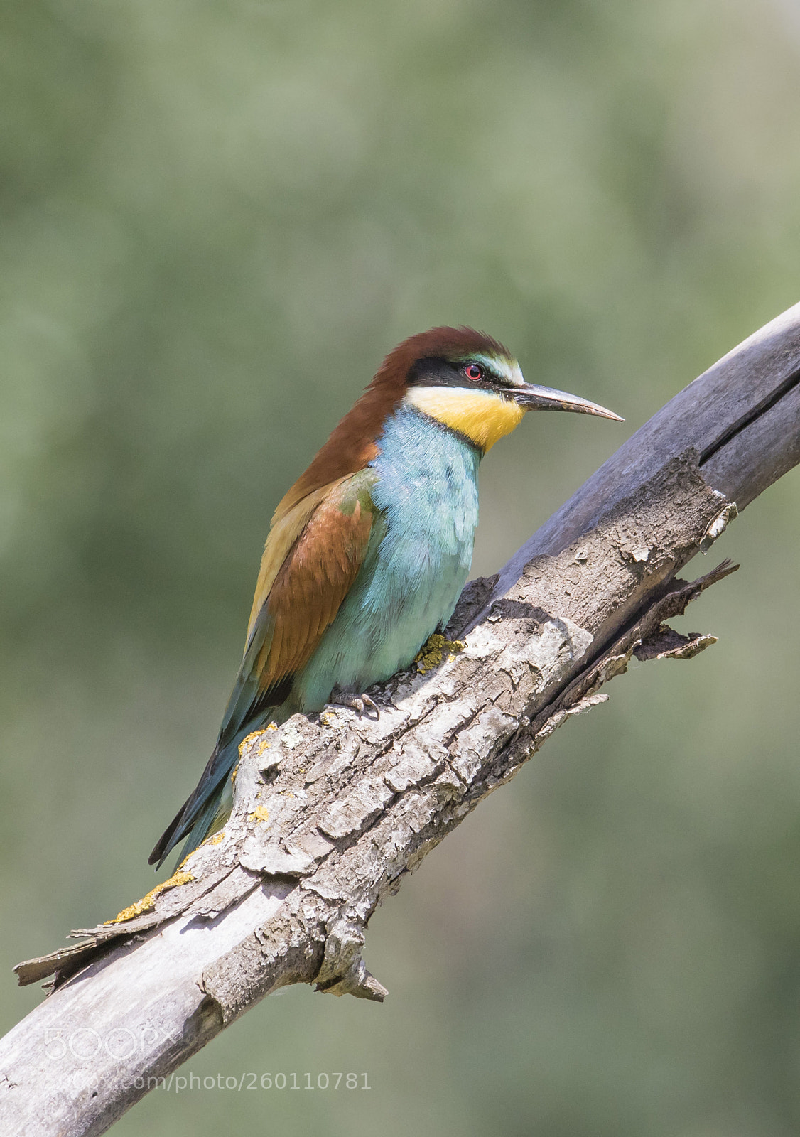 Canon EOS 7D Mark II sample photo. Bee eater photography