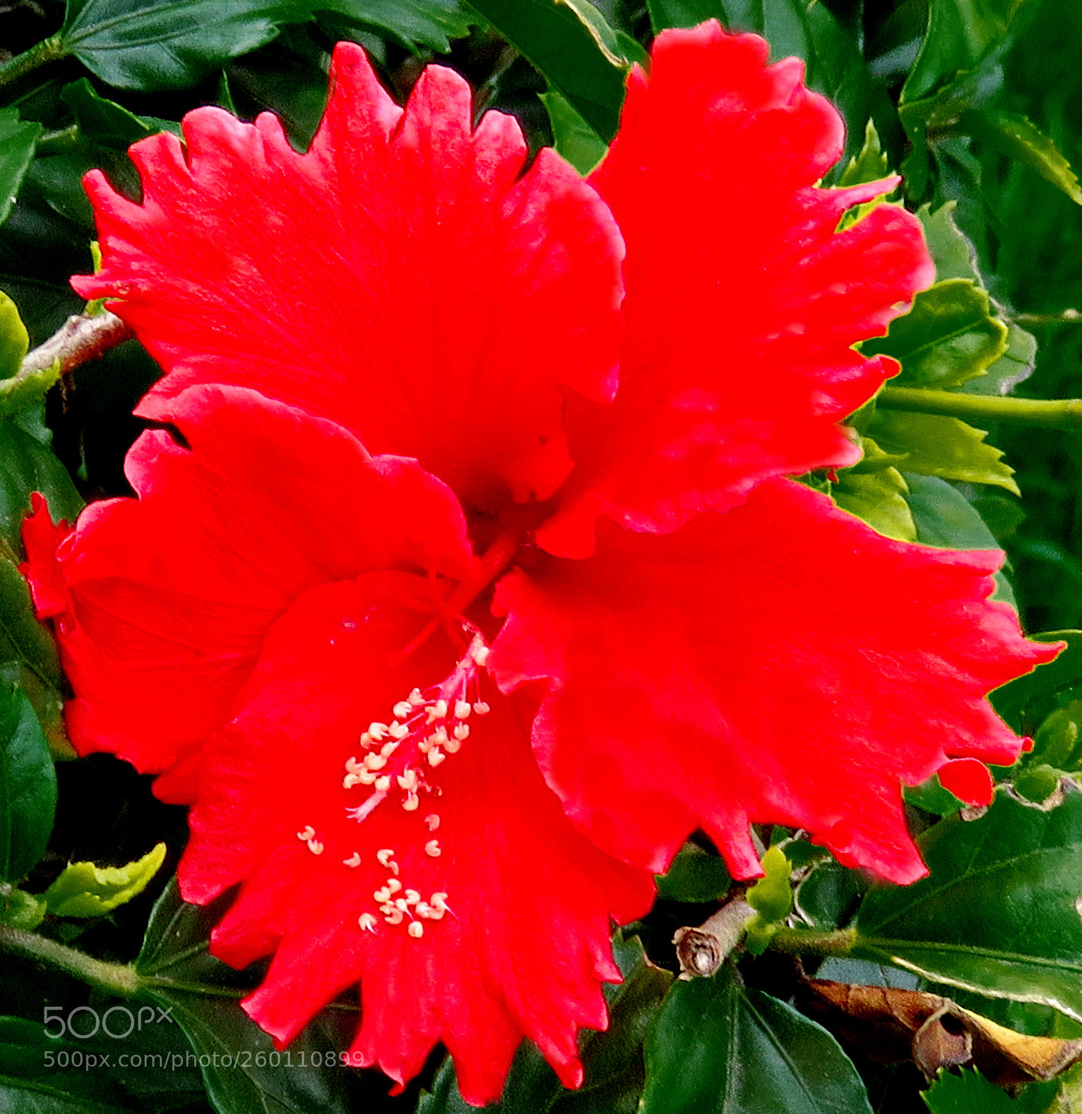Canon PowerShot SX60 HS sample photo. A red hibiscus flower photography