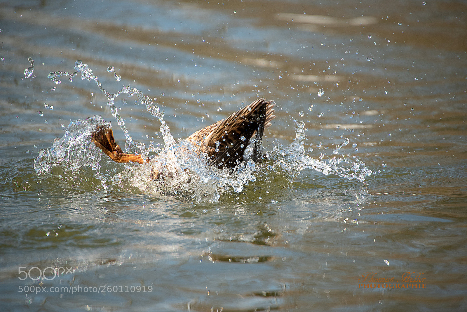 Nikon D750 sample photo. 180406 stockente (3) b photography