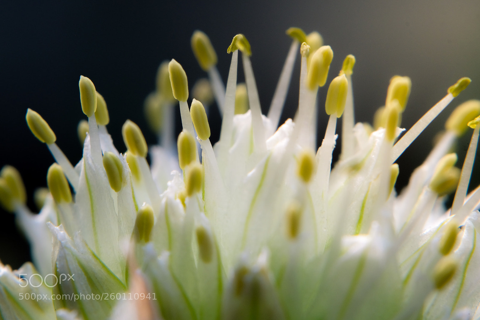 Fujifilm X-E2 sample photo. Flower in the summer photography