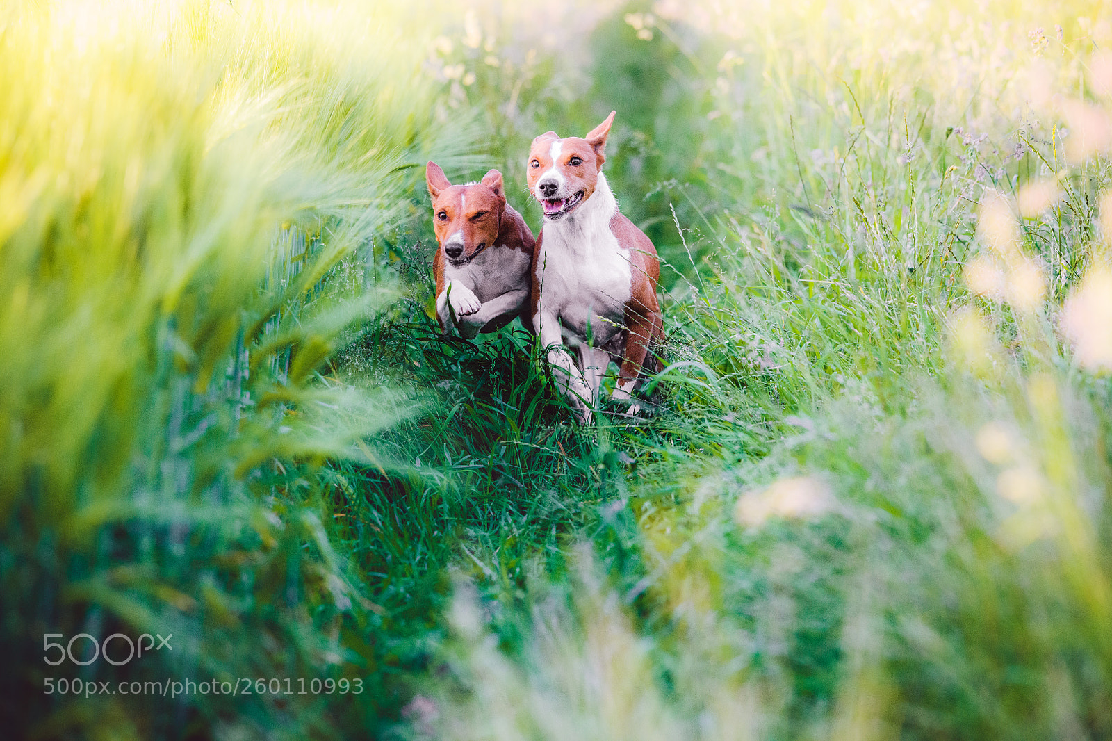 Nikon D850 sample photo. Ben und asali photography