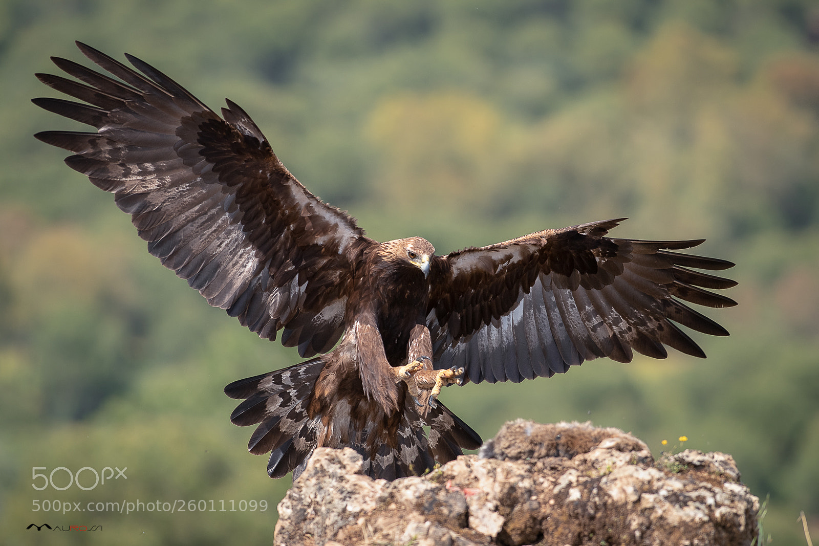Nikon D5 sample photo. Aquila reale - golden photography