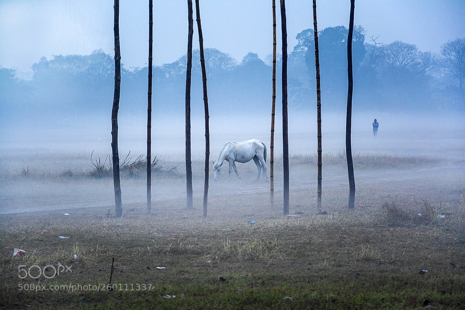 Nikon D5200 sample photo. A beautiful foggy morning photography