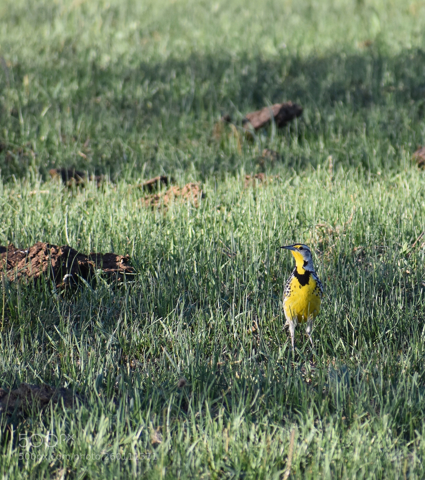 Nikon D3400 sample photo. Resident meadowlark carbondale nature photography
