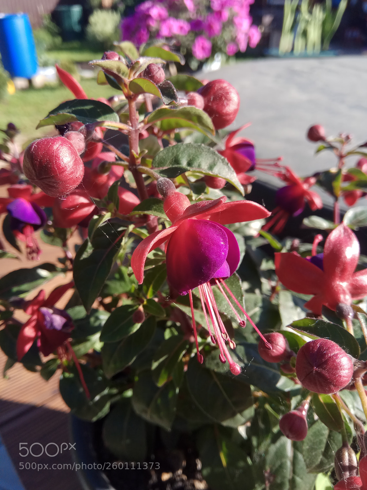 Xiaomi Redmi Note 4 sample photo. Flowers photography