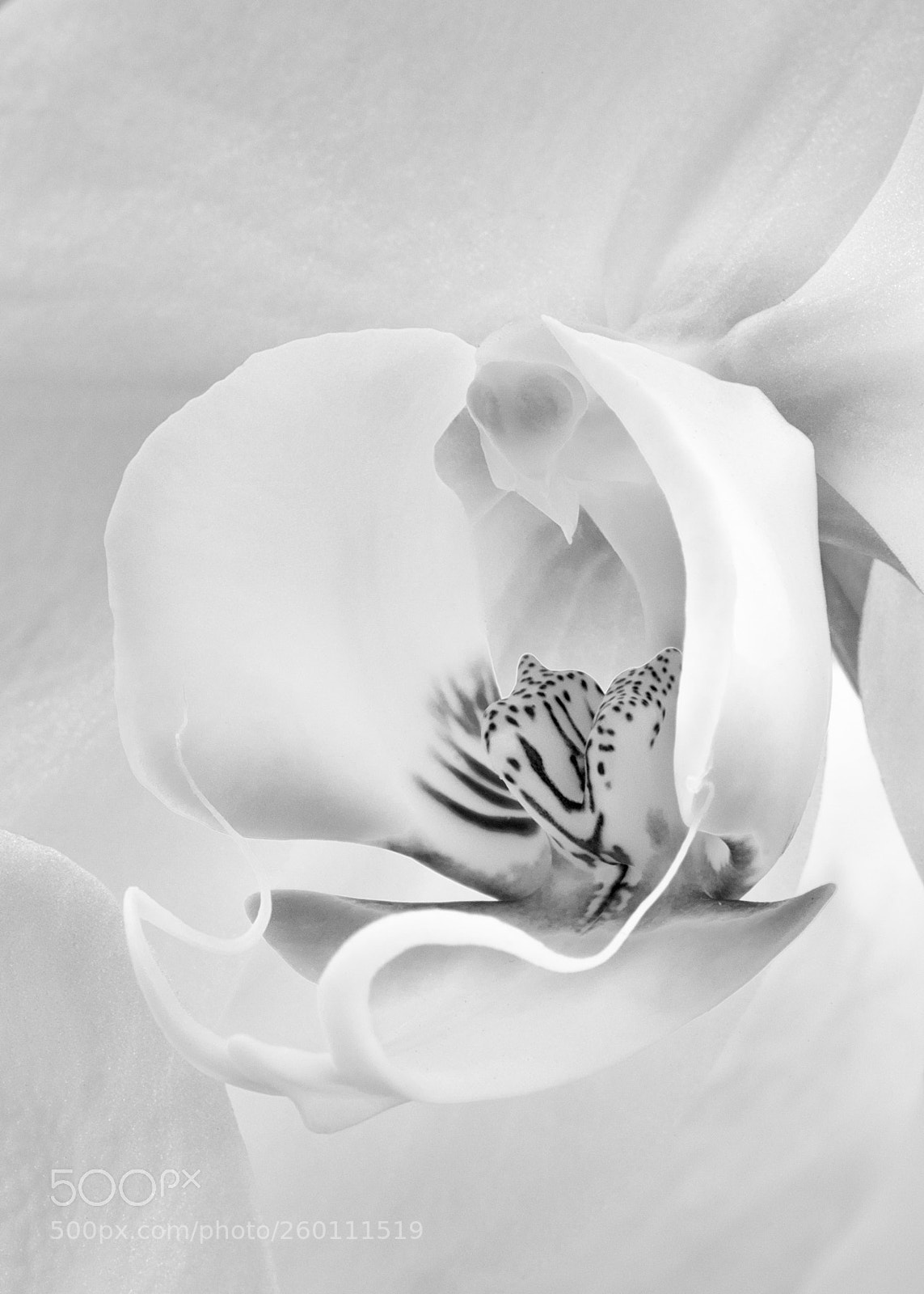Fujifilm X-T2 sample photo. Orchids photography