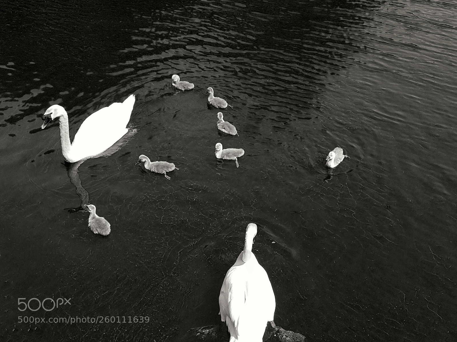 Samsung Galaxy S7 sample photo. Swans photography