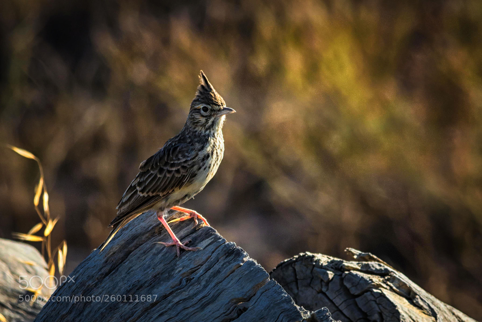 Nikon D7100 sample photo. Crested lark   galerida cristata photography